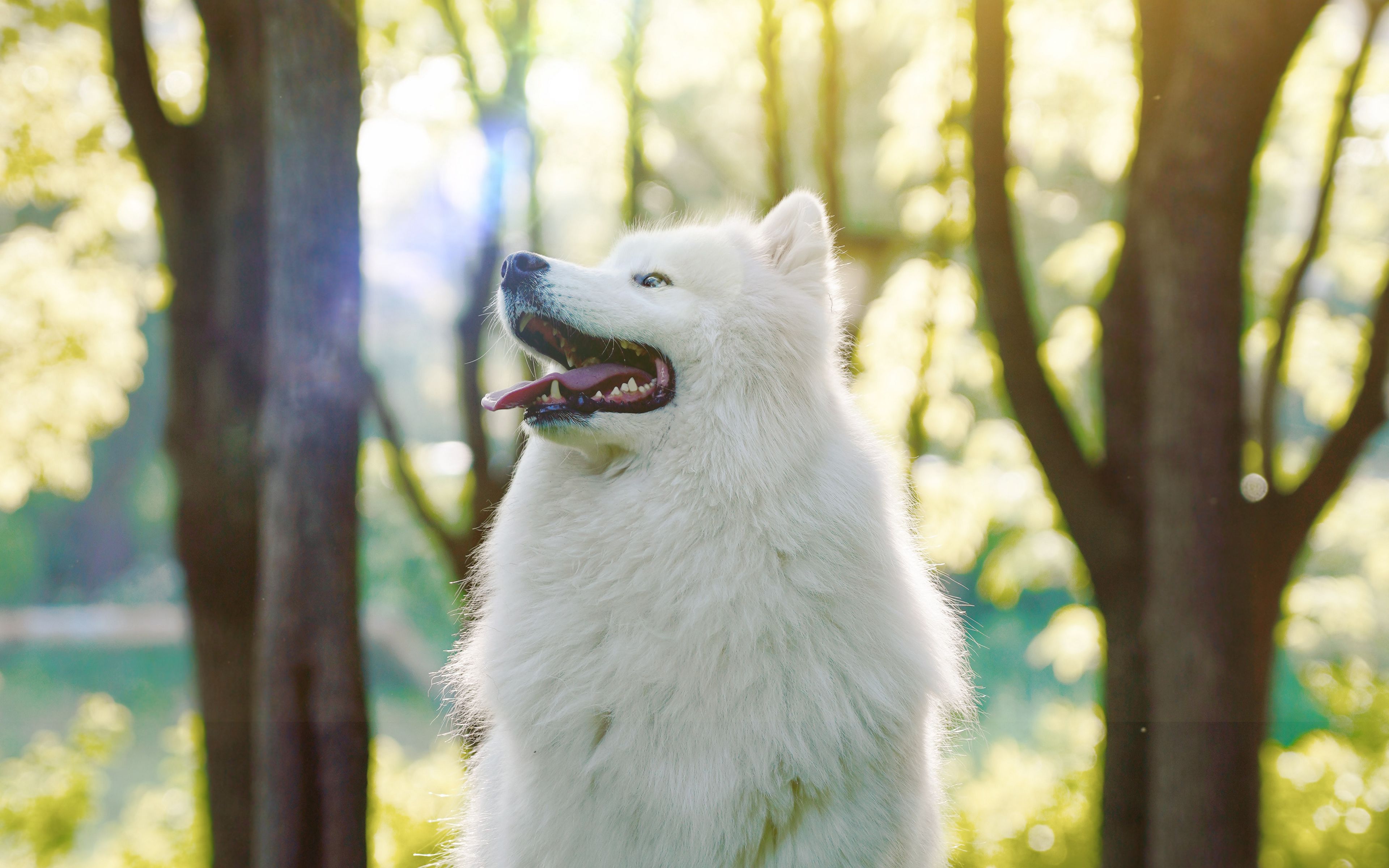 Download wallpaper 3840x2400 dog, samoyed dog, white, fluffy, protruding tongue 4k ultra HD 16:10 HD background