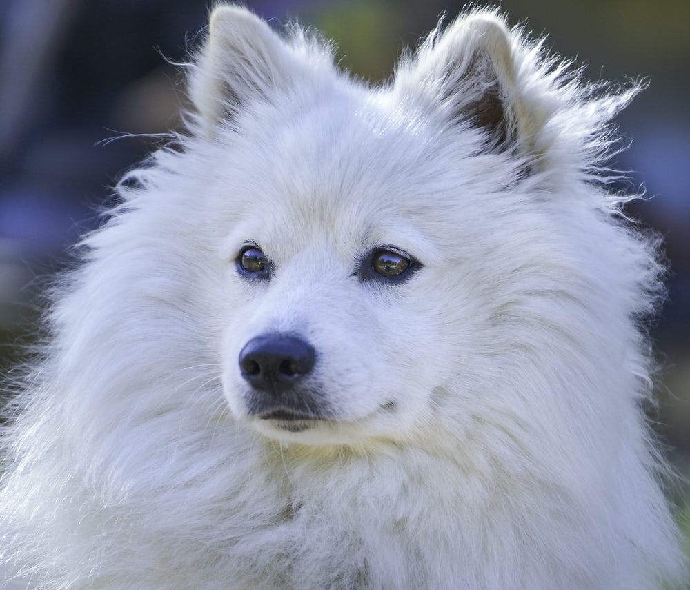 Eskimo Dog Picture. Download Free Image
