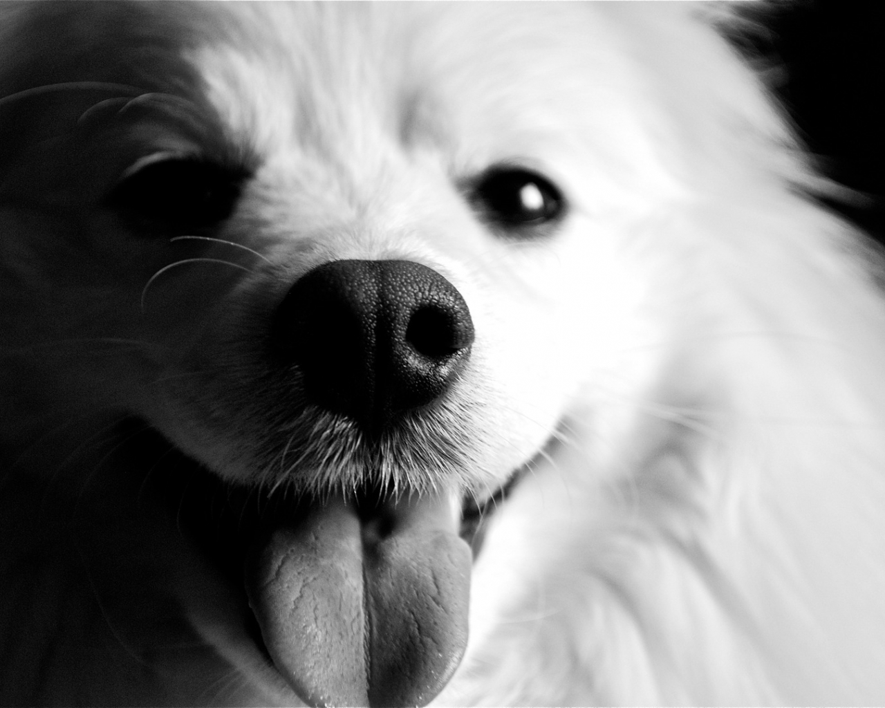 Free download Black and white American Eskimo Dog wallpaper [1613x1080] for your Desktop, Mobile & Tablet. Explore Wallpaper Dogs Black and White. Dog And Cat Wallpaper, White 3D Wallpaper