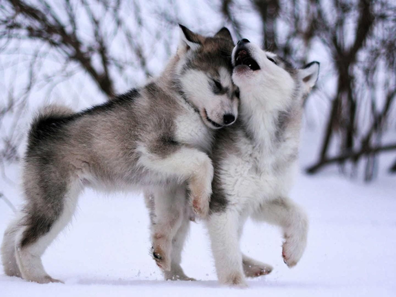 Dog Wallpaper, Eskimo Dog, Malamute, Sled Dog, Husky, Baby, Cute, Animals • Wallpaper For You