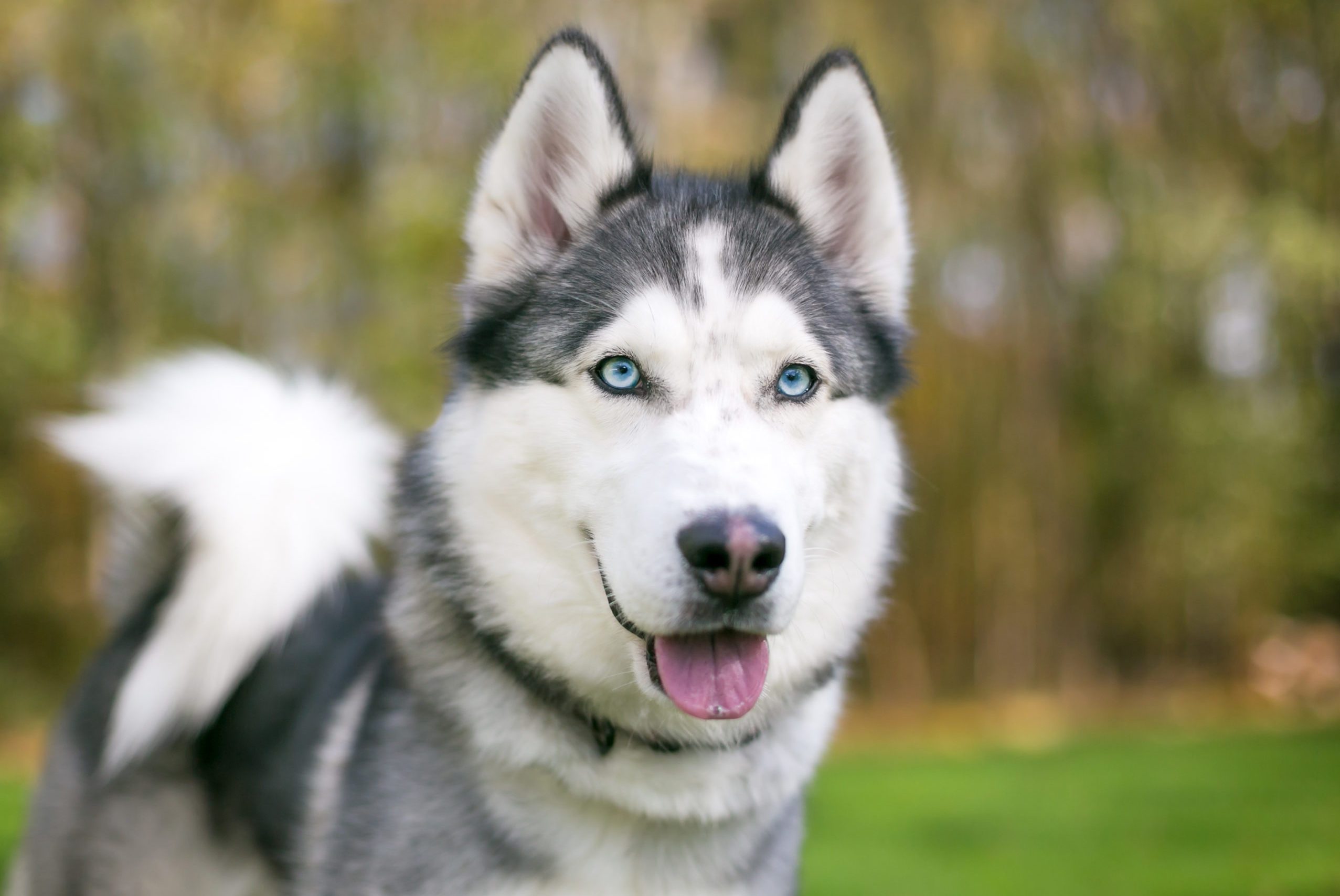 Adorable Husky Picture. Reader's Digest