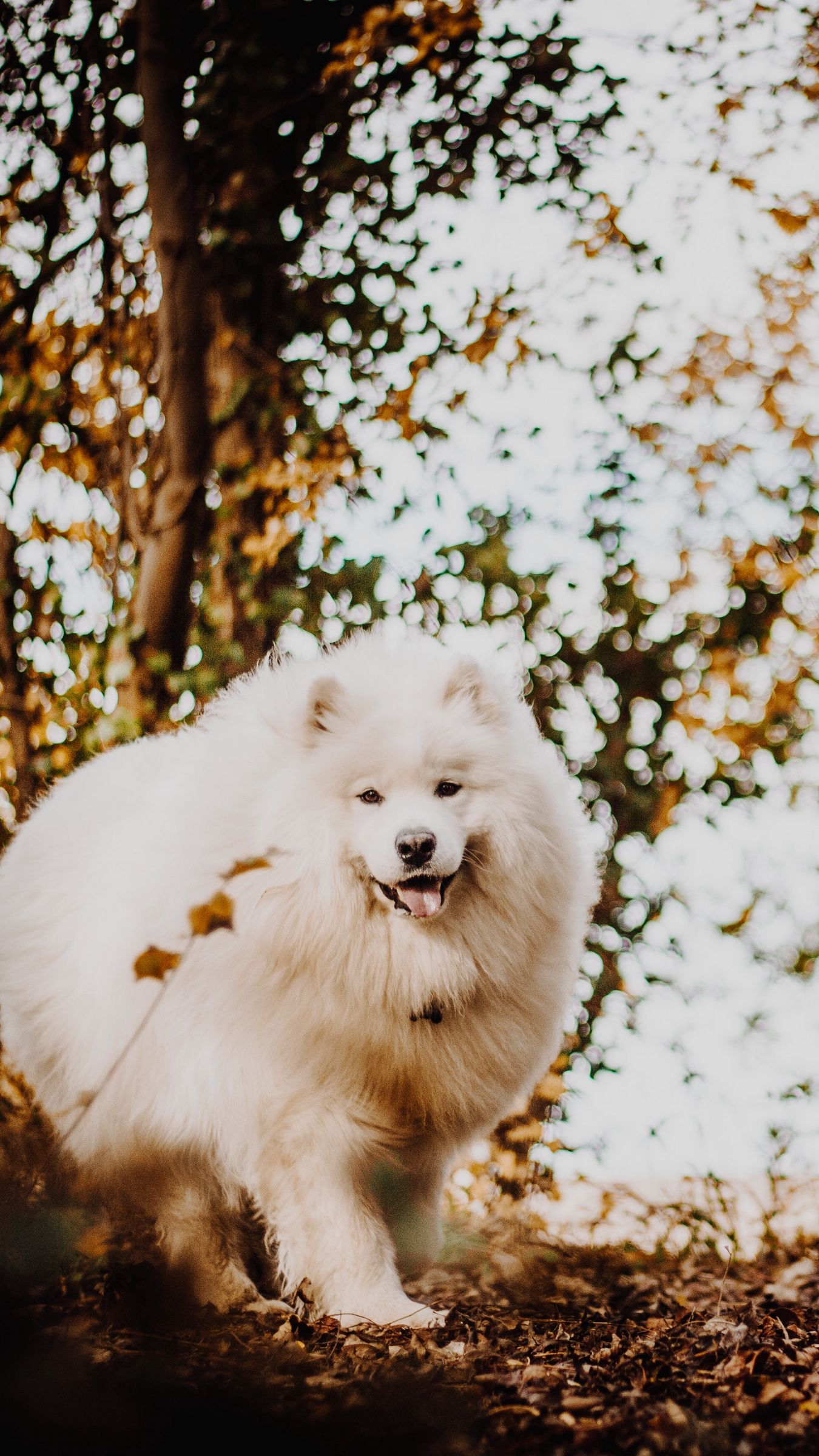 Download wallpaper 1350x2400 japanese spitz, dog, white, fluffy, tongue protruding, cute iphone 8+/7+/6s+/for parallax HD background