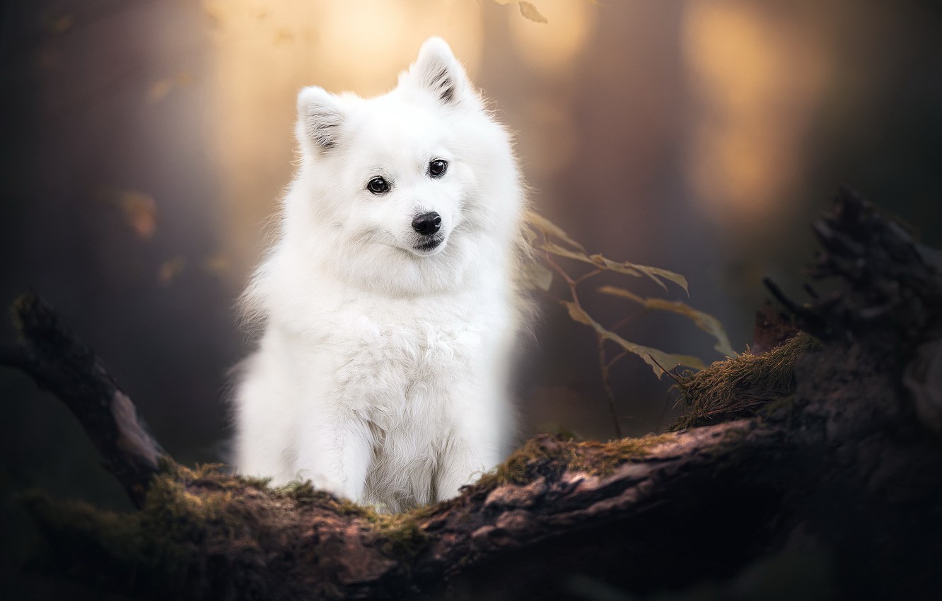 Wallpaper nature, each, dog image for desktop, section собаки