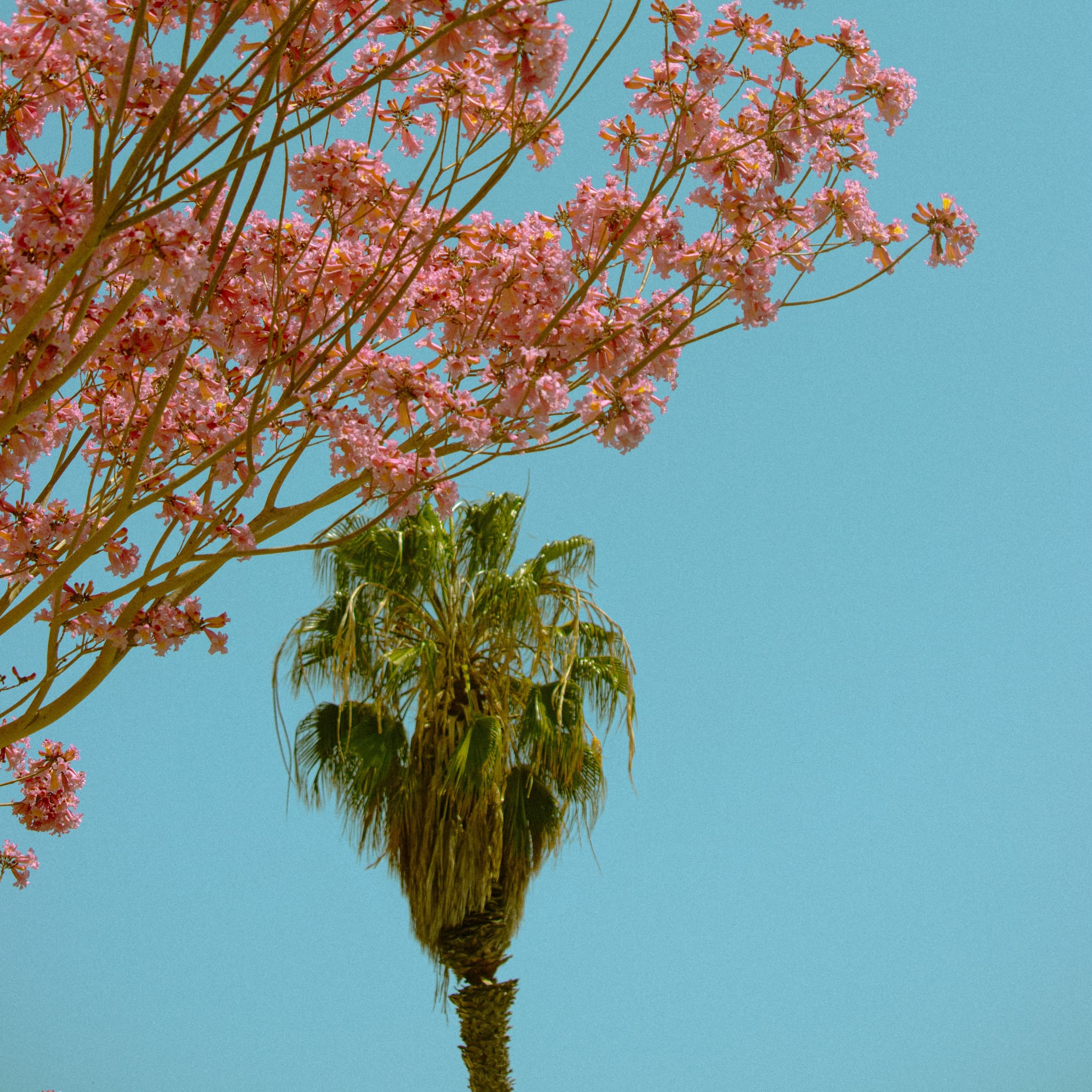 Best iOS 14 Summer Wallpaper For Your Home Screen Aesthetic