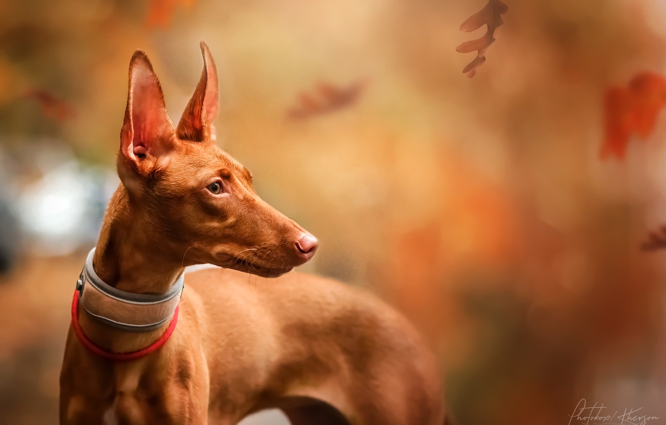 Wallpaper autumn, leaves, nature, animal, dog, Pharaoh, profile, dog, Ekaterina Kikot, Pharaoh hound image for desktop, section собаки
