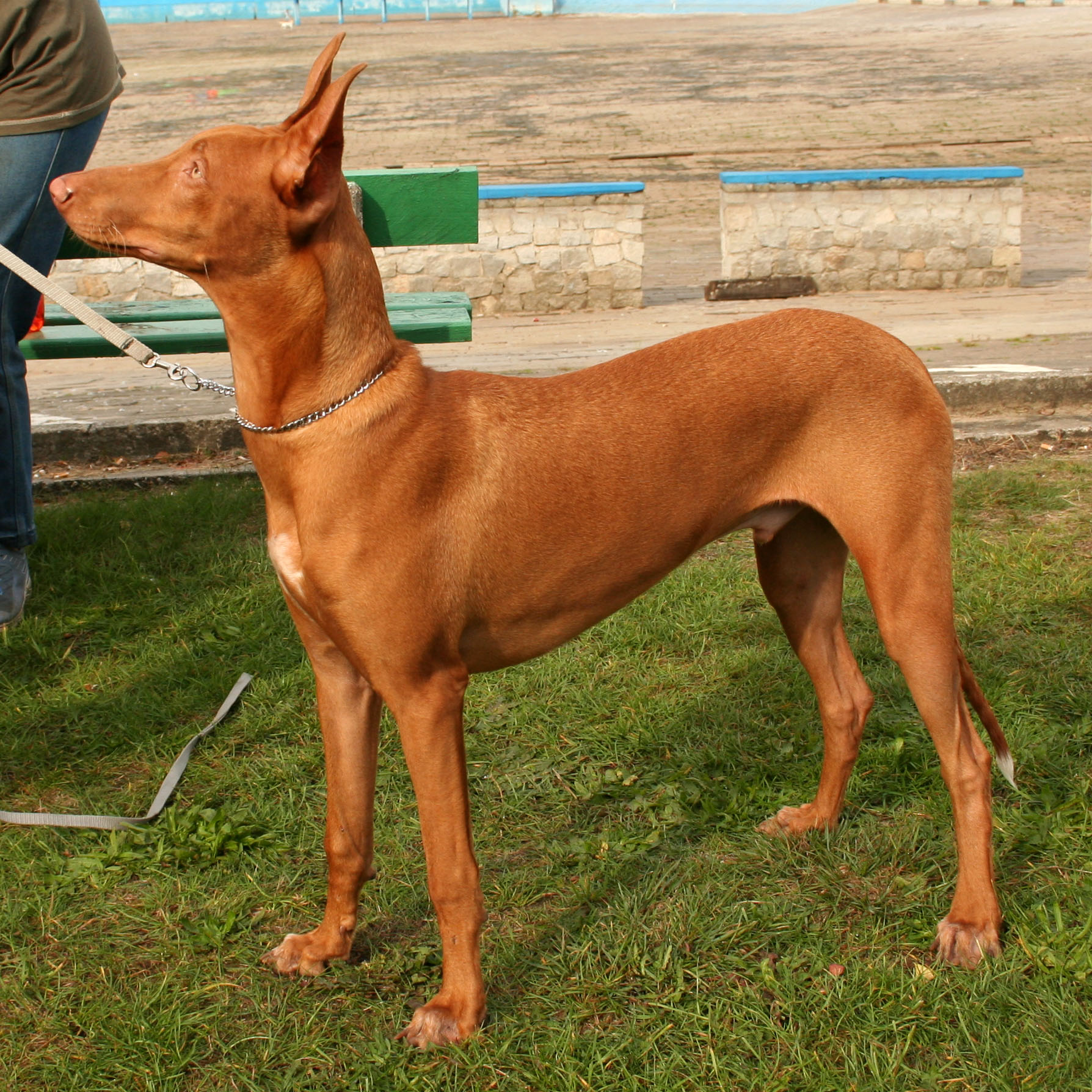 Free download Pharaoh Hound photo and wallpaper The beautiful Pharaoh Hound [1788x1788] for your Desktop, Mobile & Tablet. Explore American Pharaoh Wallpaper. Egyptian Pharaoh Wallpaper