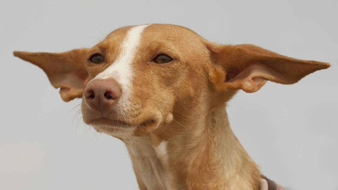 Picture Dogs Pharaoh Hound Snout Animals