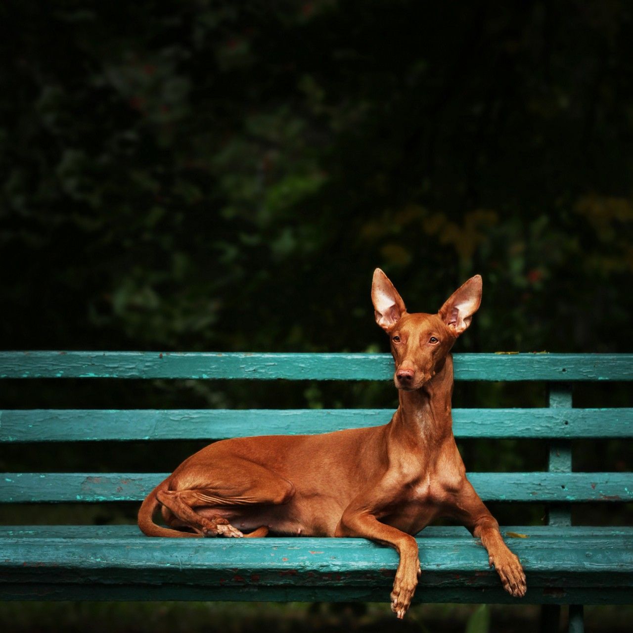 pharaoh hound Reedly road Loreen. Собаки, Животные, Искусство