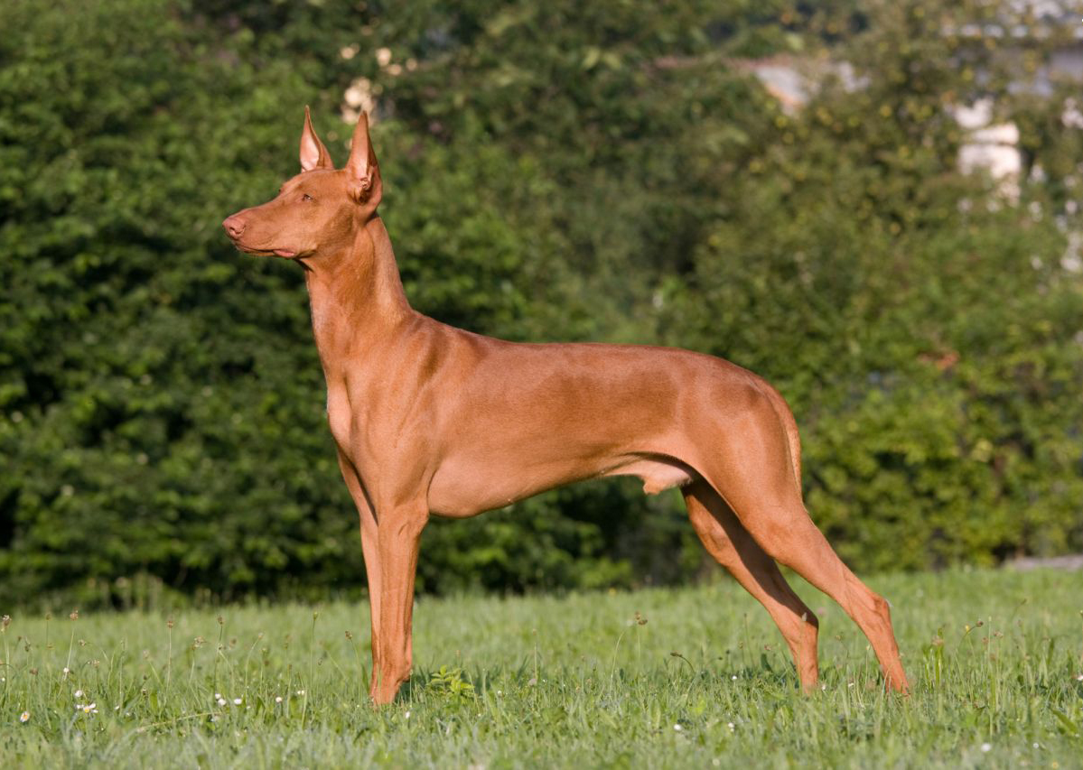Pharaoh Hound Profile. Australian Dog Lover