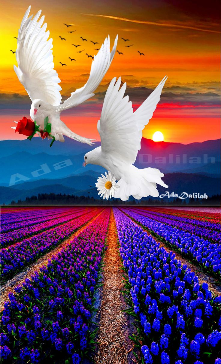 Sky, Mountains, Birds Flower Fields All A Creative Photo Montage With Blend. Beautiful Night Image, Beautiful Nature Picture, Beautiful Summer Wallpaper
