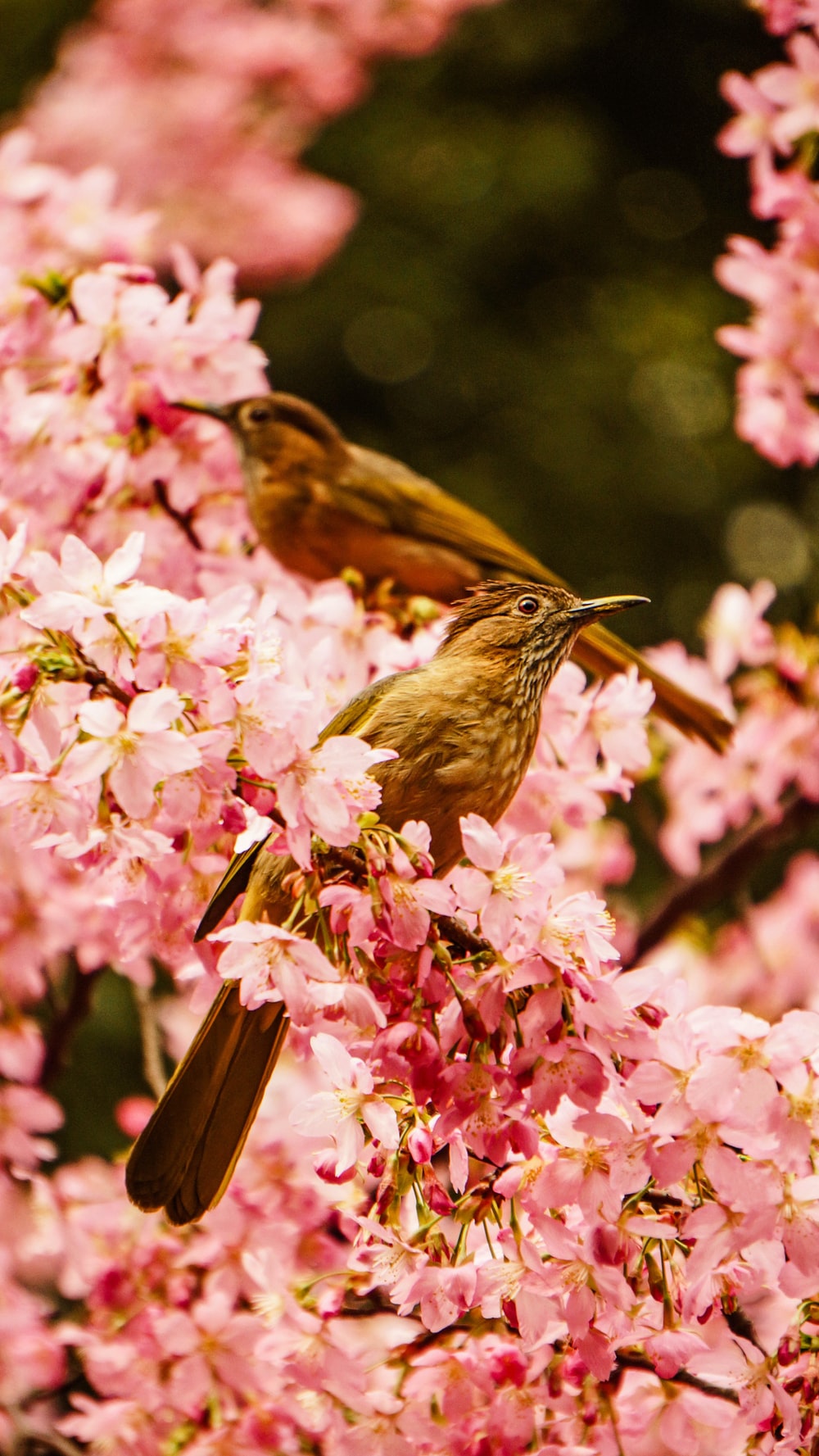 Flowers And Birds Picture. Download Free Image
