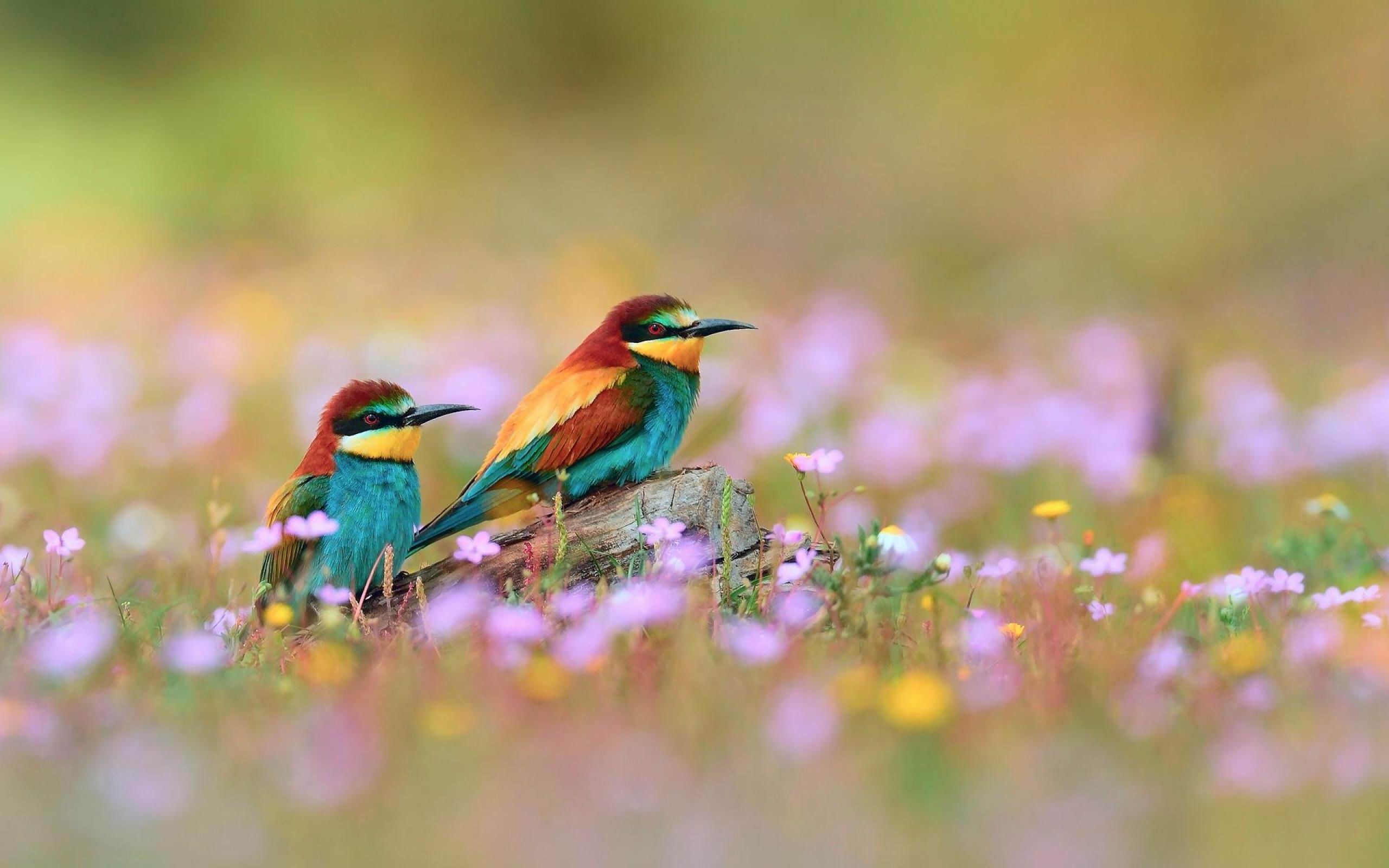 Birds Flowers Natural Animal Photography Wallpaper