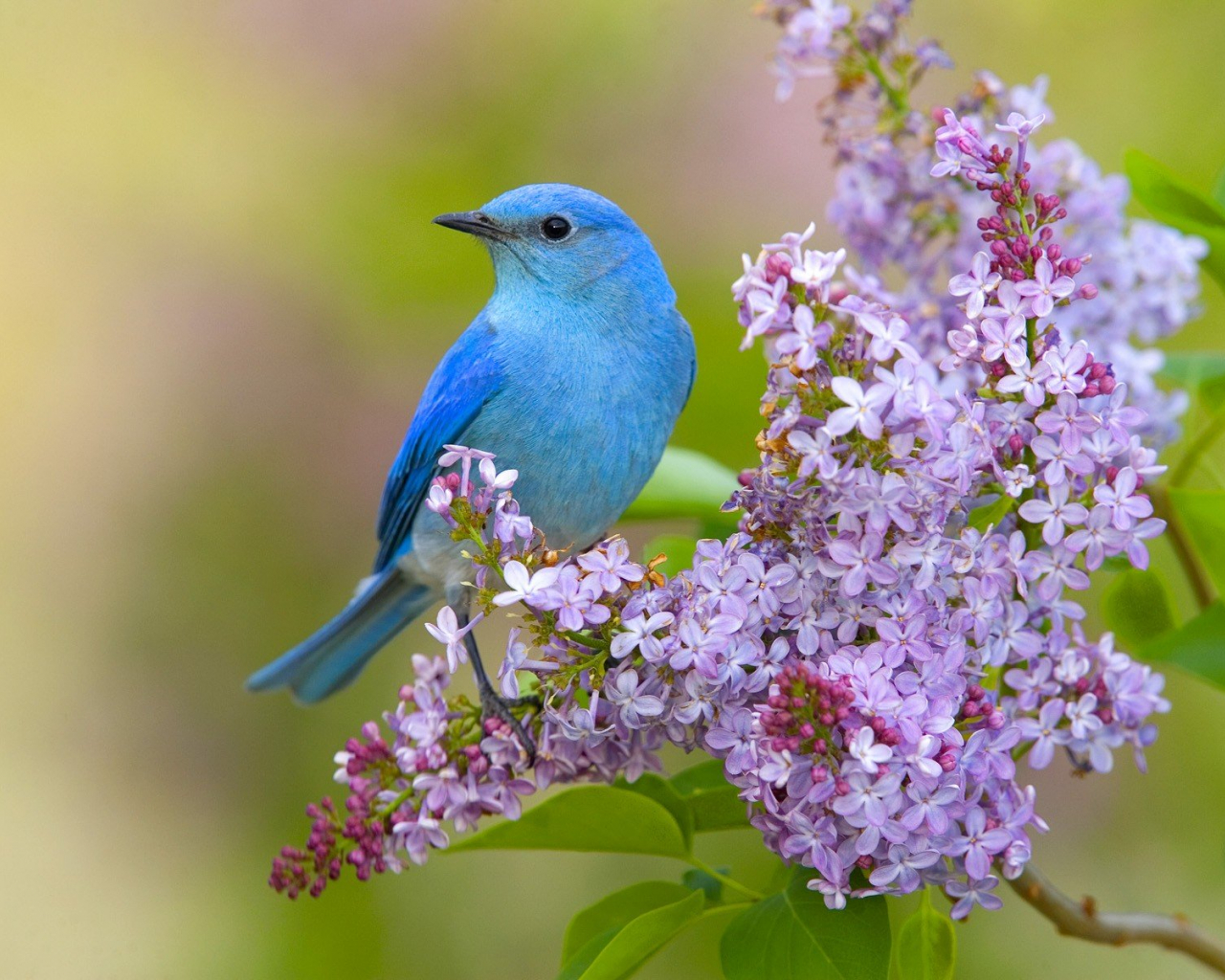 Free download Flowers birds lilac bluebirds wallpaper 1600x1200 328072 [1600x1200] for your Desktop, Mobile & Tablet. Explore Birds and Flowers Wallpaper. Bird Wallpaper for Walls, Wallpaper with Birds and