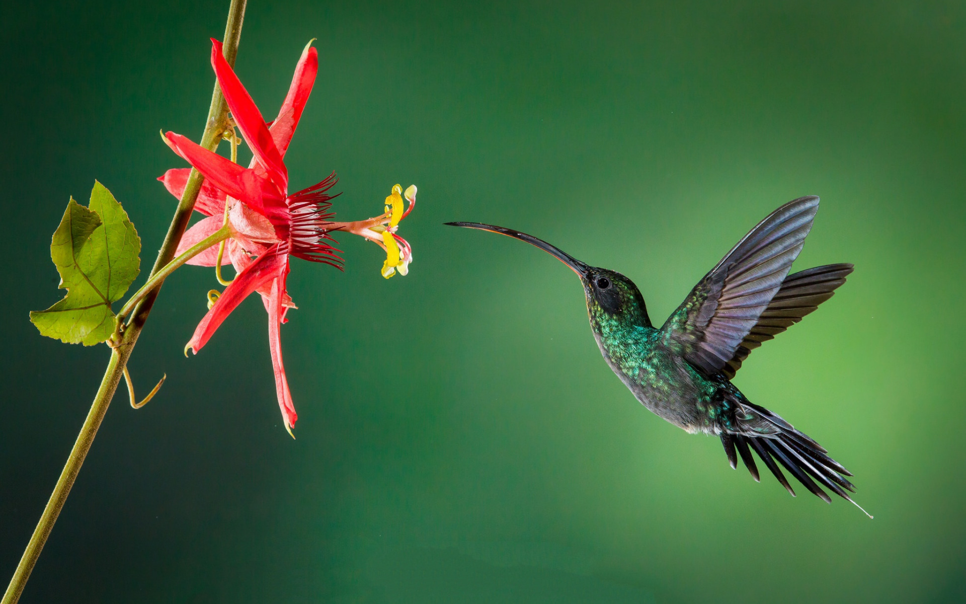 Download wallpaper Hummingbird, Little Bird, Flowers, Beautiful Birds, Rainforest, Red Flower for desktop with resolution 1920x1200. High Quality HD picture wallpaper