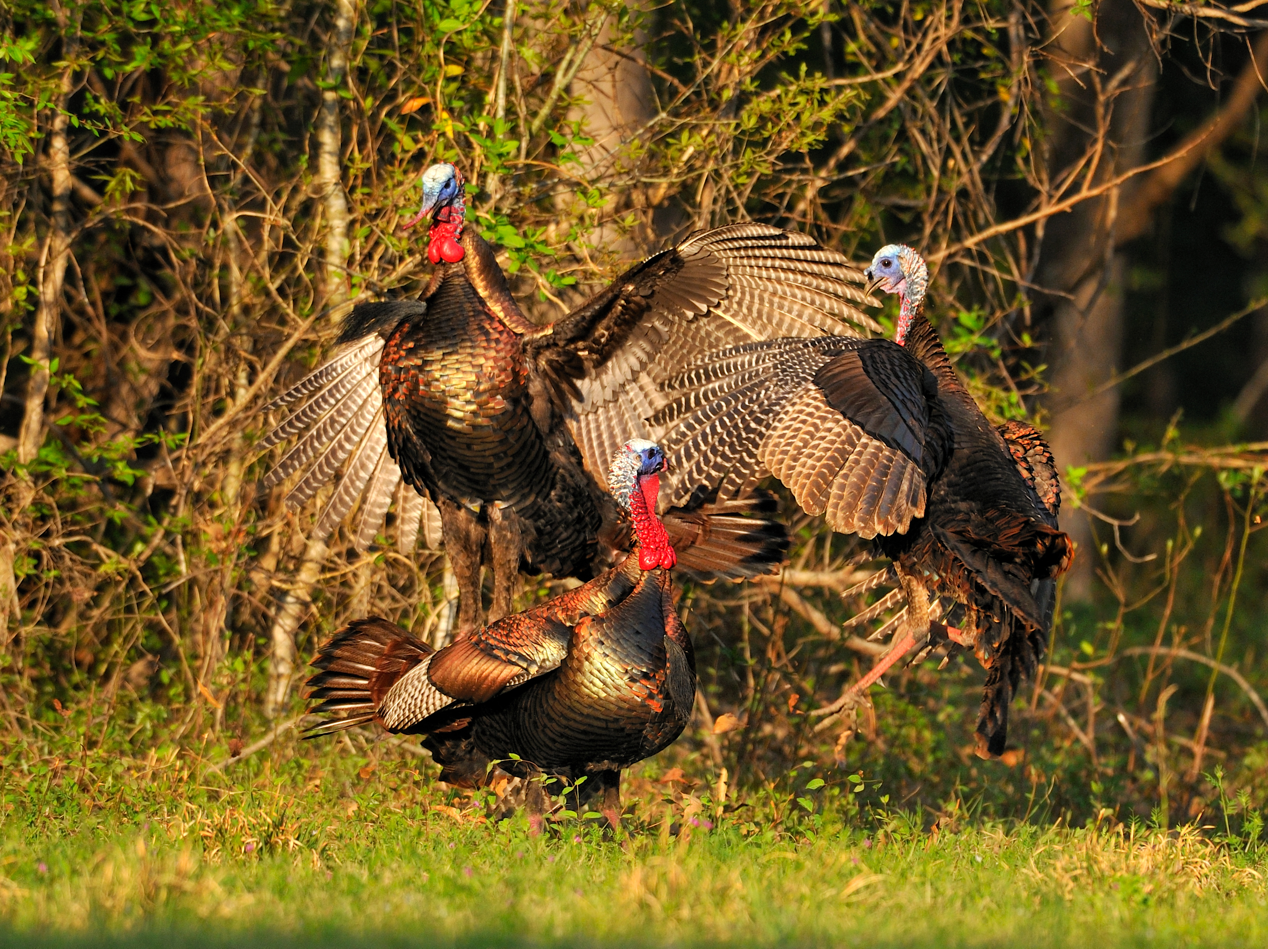 The 20 Best Photo You'll Ever See of the Wild Turkey Breeding Season