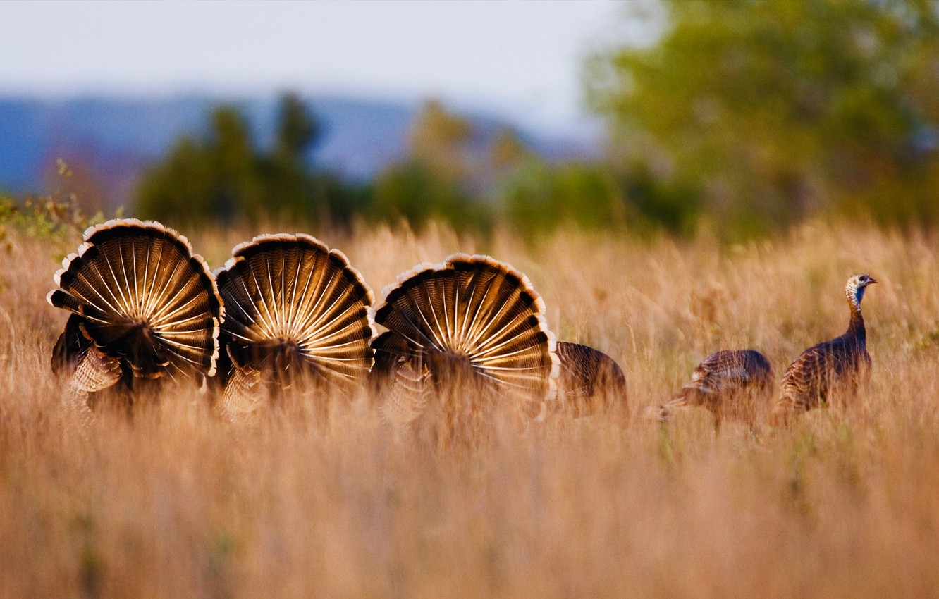 Wild Turkeys Wallpapers - Wallpaper Cave