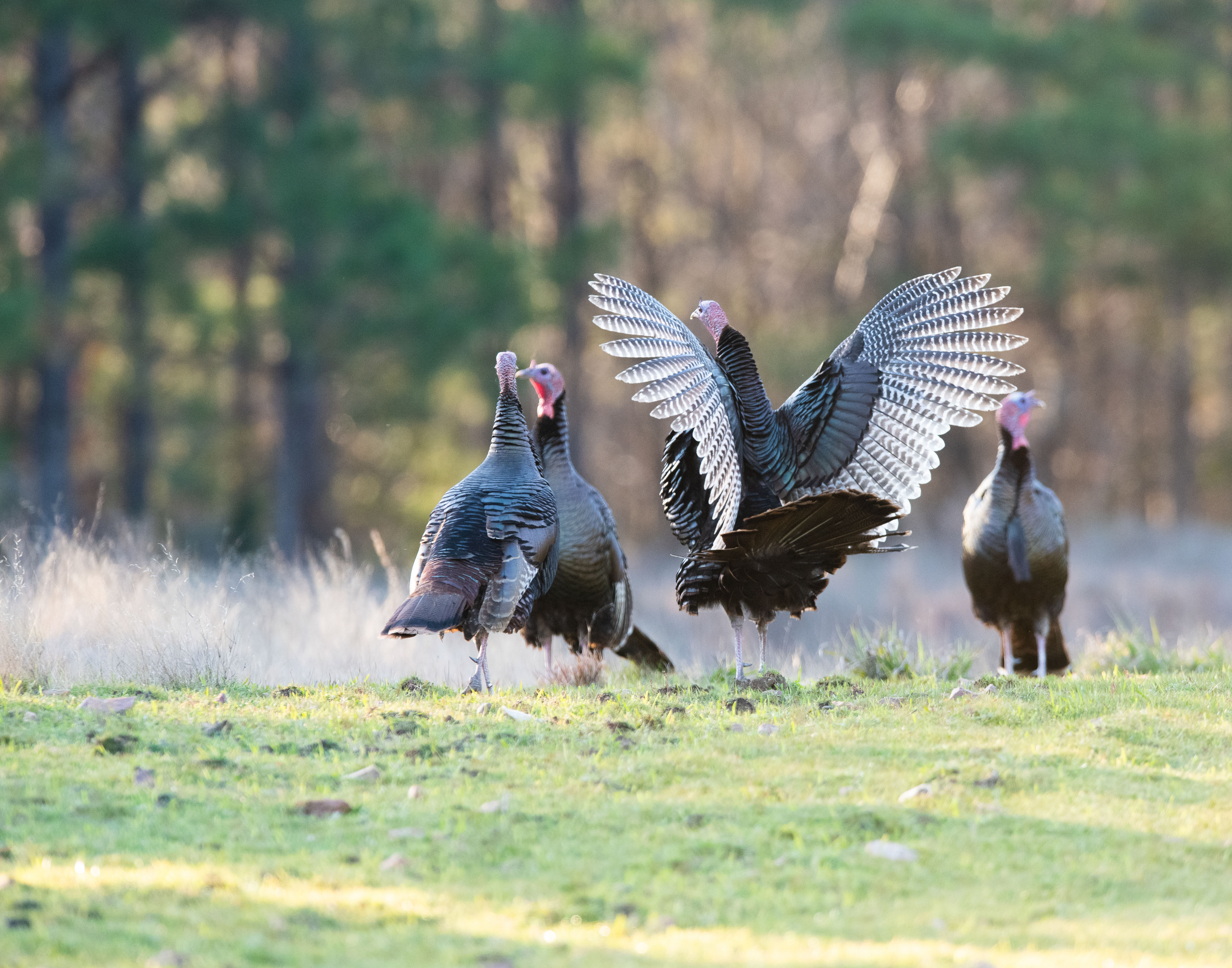A Wild Turkey Tale