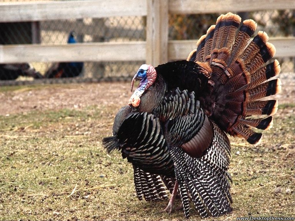 Desktop Wallpaper Animals Background Wild Turkey