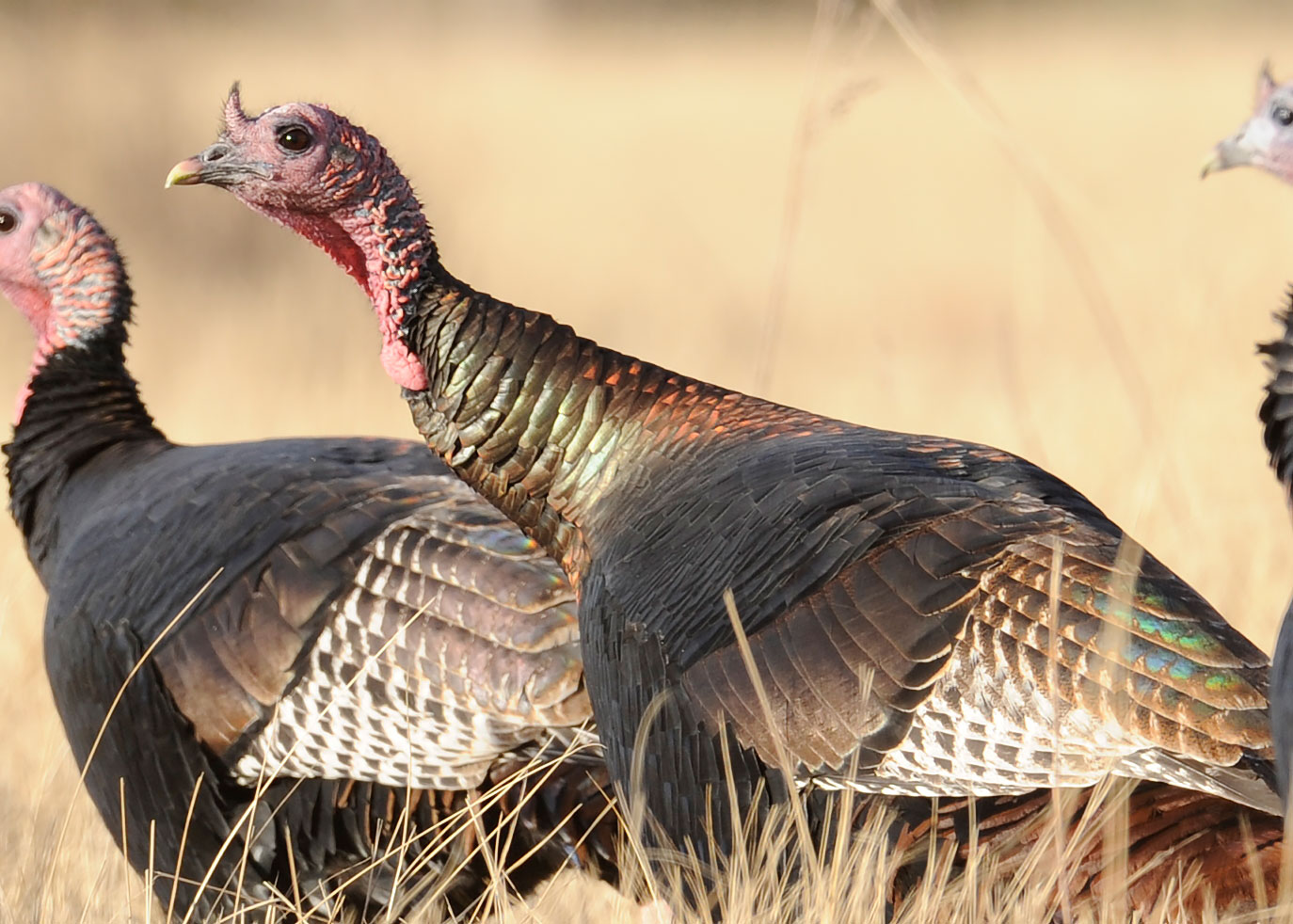 Habitat Needs of Wild Turkey. North Dakota Game and Fish