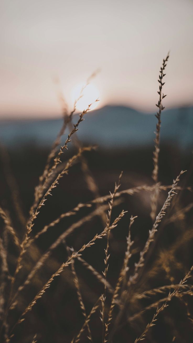 Nature aesthetic, Aesthetic background