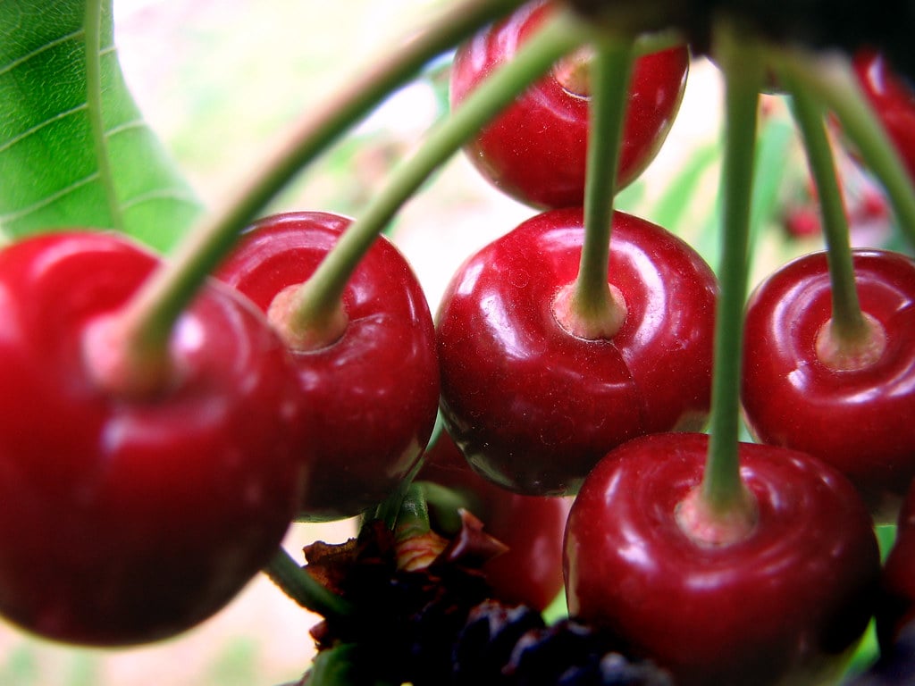 Pick Six. It's Cherry Picking Time In Our Front Yard! West