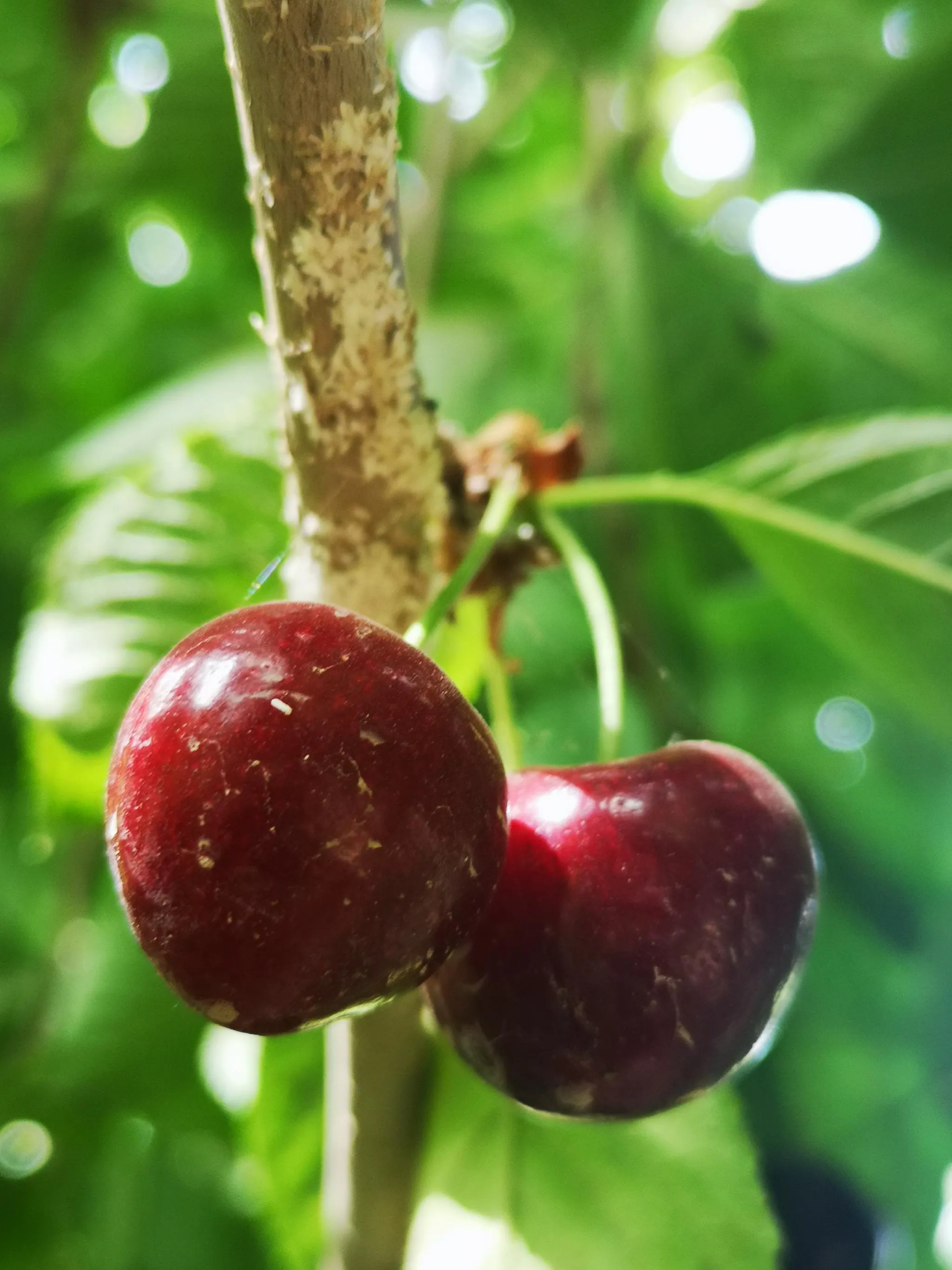 Red pearls in a desert oasis: Sachet cherry, big and sweet, comparable to cherry
