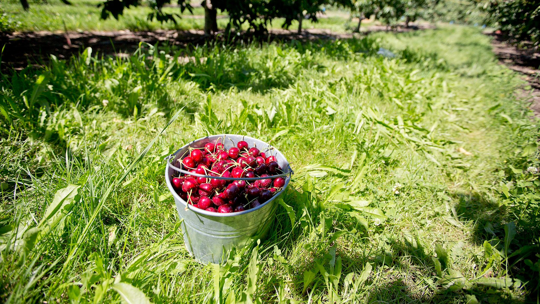 Best U Pick Cherry Orchards Near NYC Summer 2022