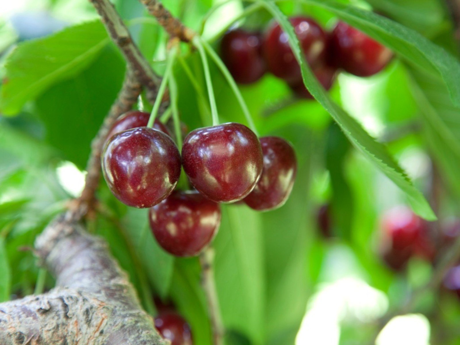 Bing Cherry Care: Learn About Growing Bing Cherries In The Landscape