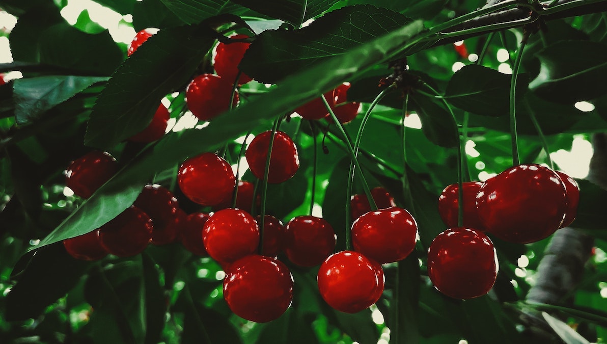 Where to pick your own cherries in South Australia • Glam Adelaide