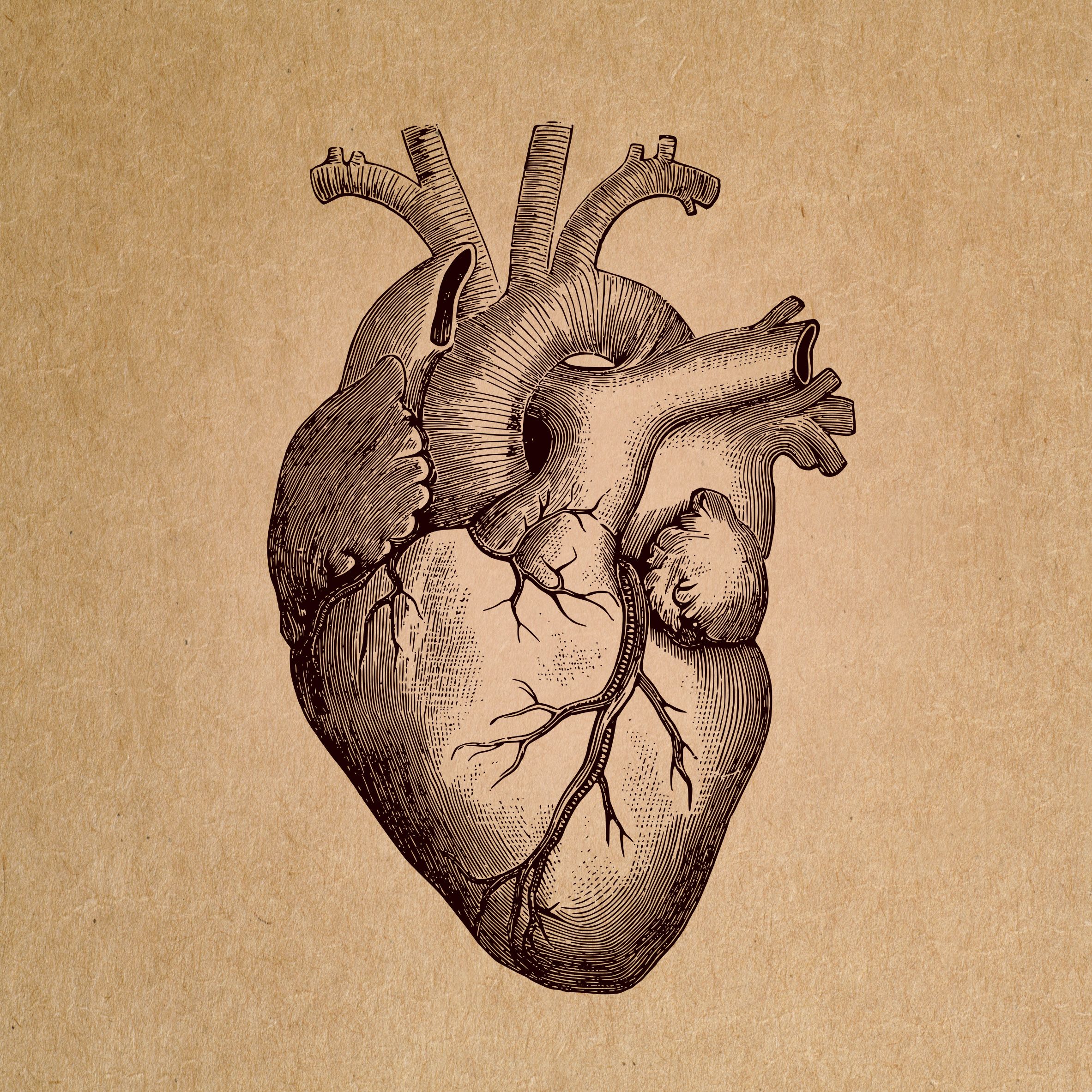Geometrical heart poster  Codex Anatomicus