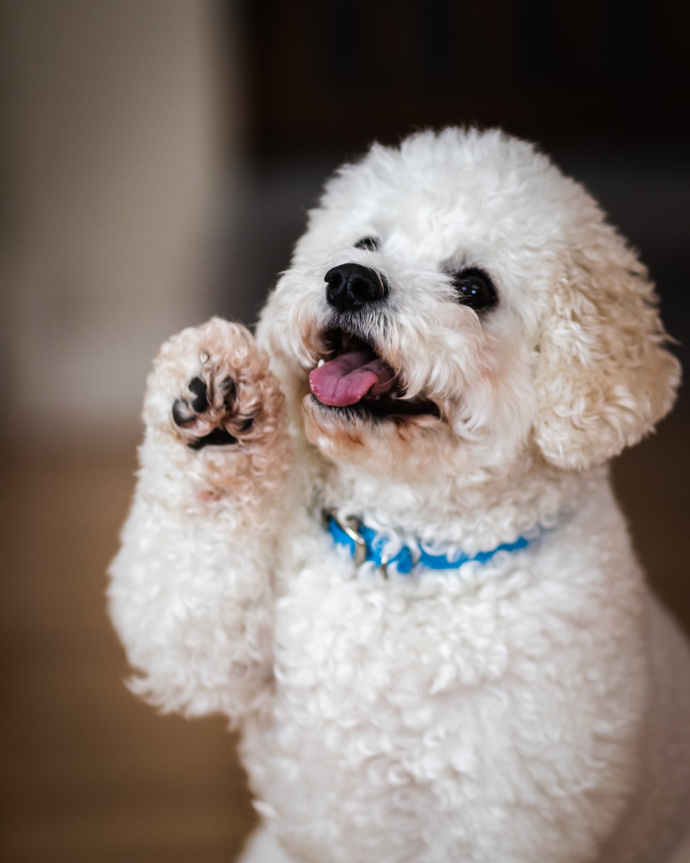 Poodle Picture. Download Free Image