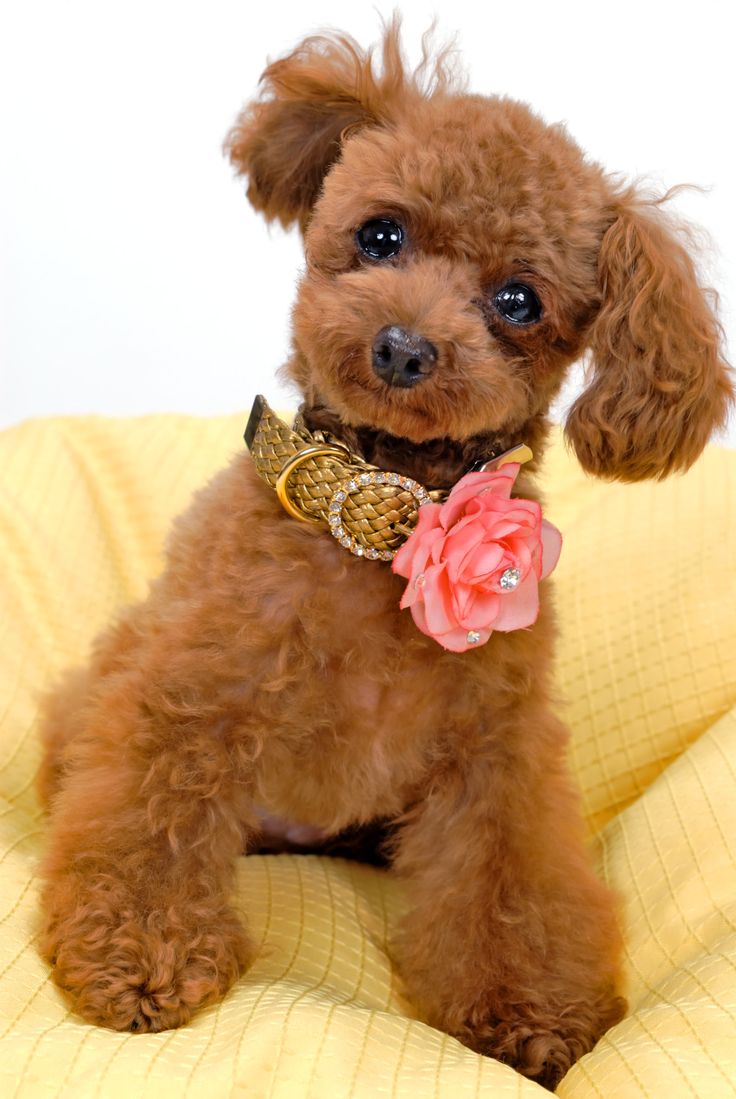 Cuddly Poodle Wallpaper
