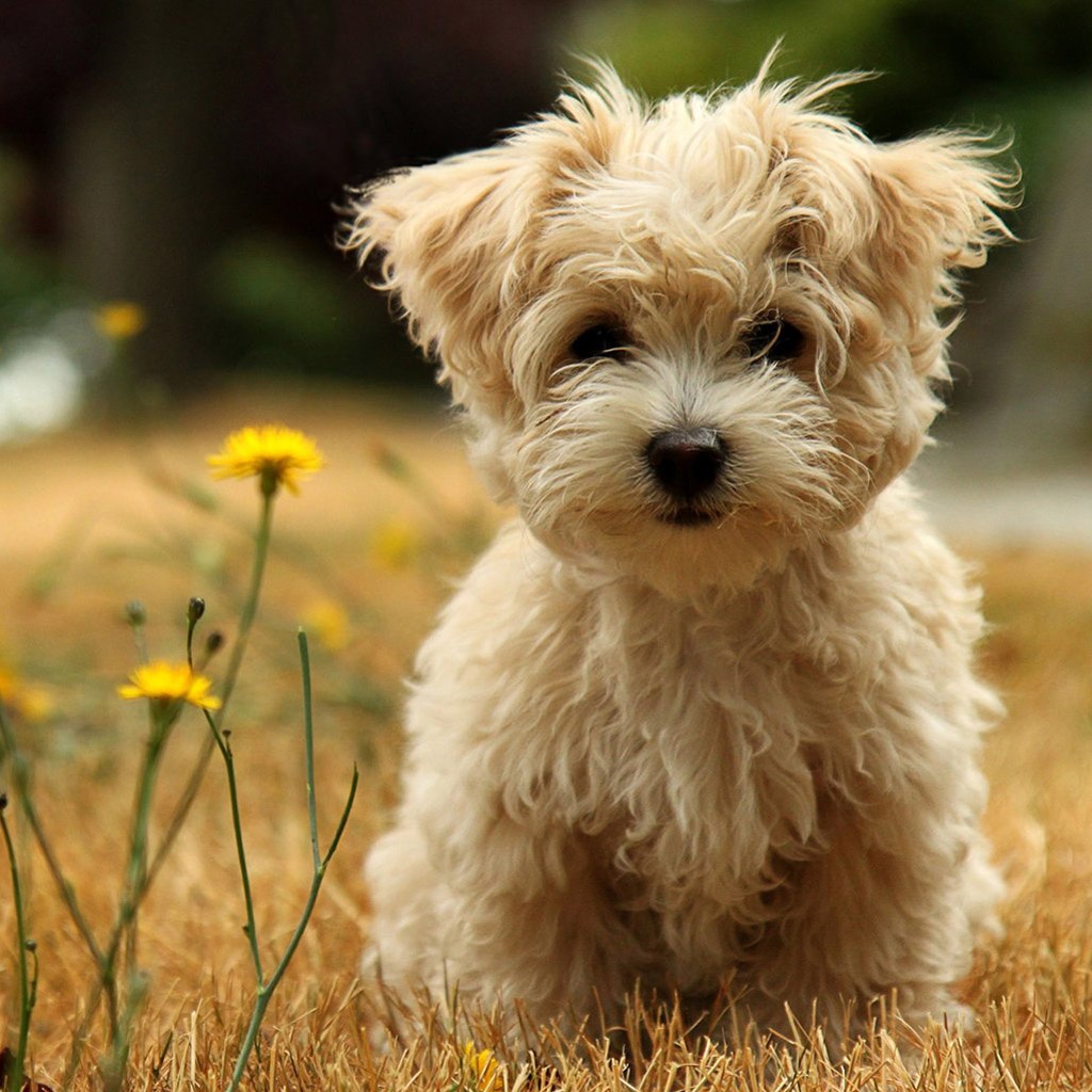 Free download Cute Poodle Dog Wallpaper [1024x1024] for your Desktop, Mobile & Tablet. Explore Poodles Wallpaper