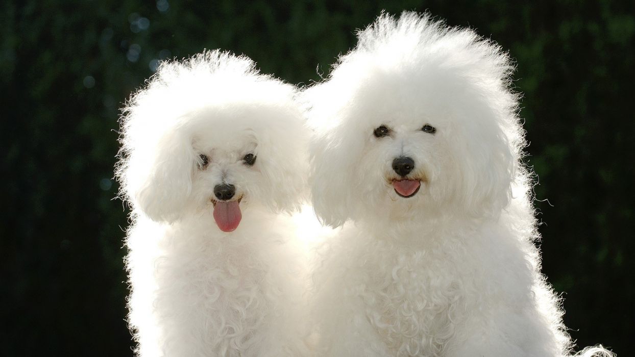 Animals dogs poodle wallpaperx1080