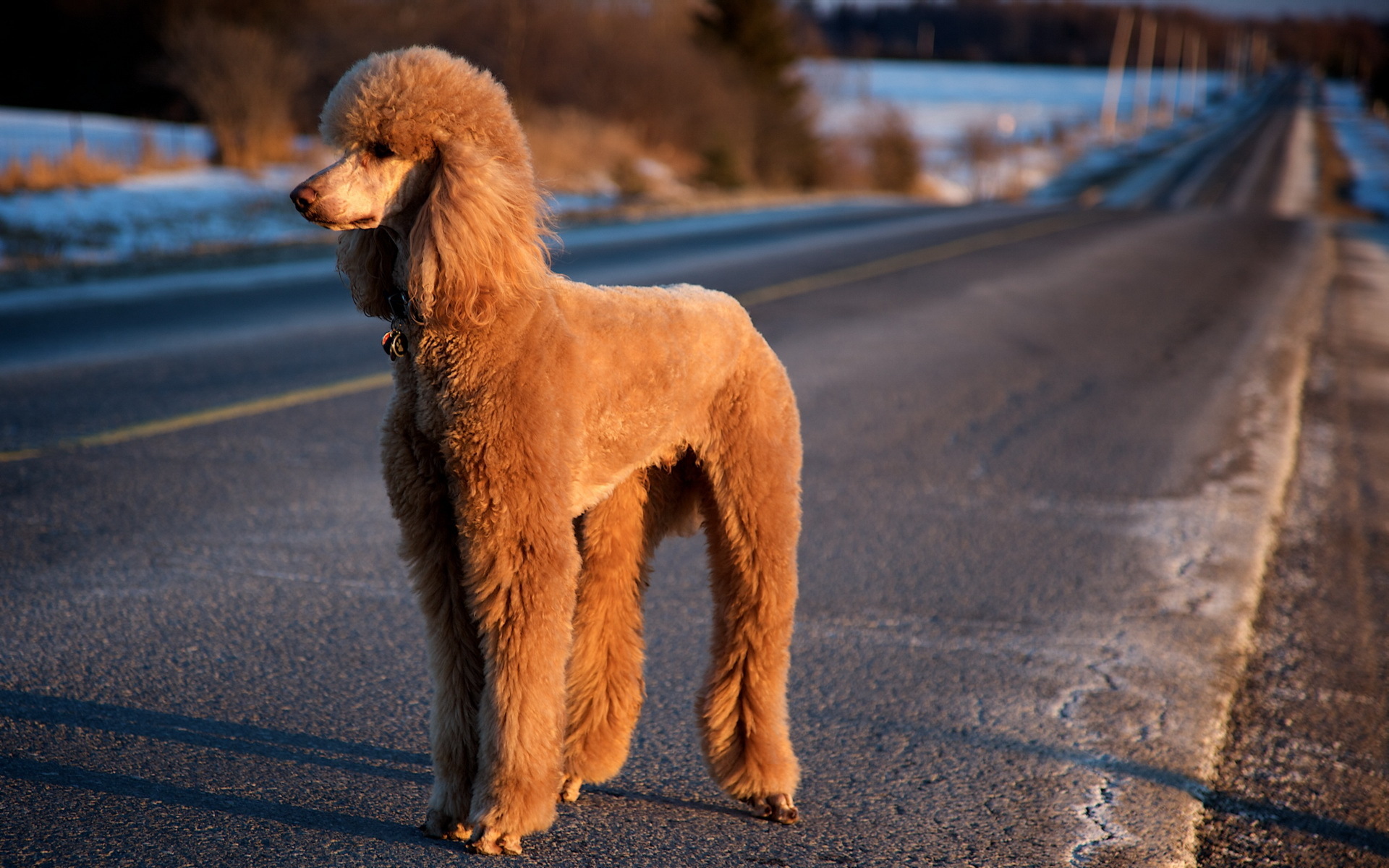 Poodle HD Wallpaper