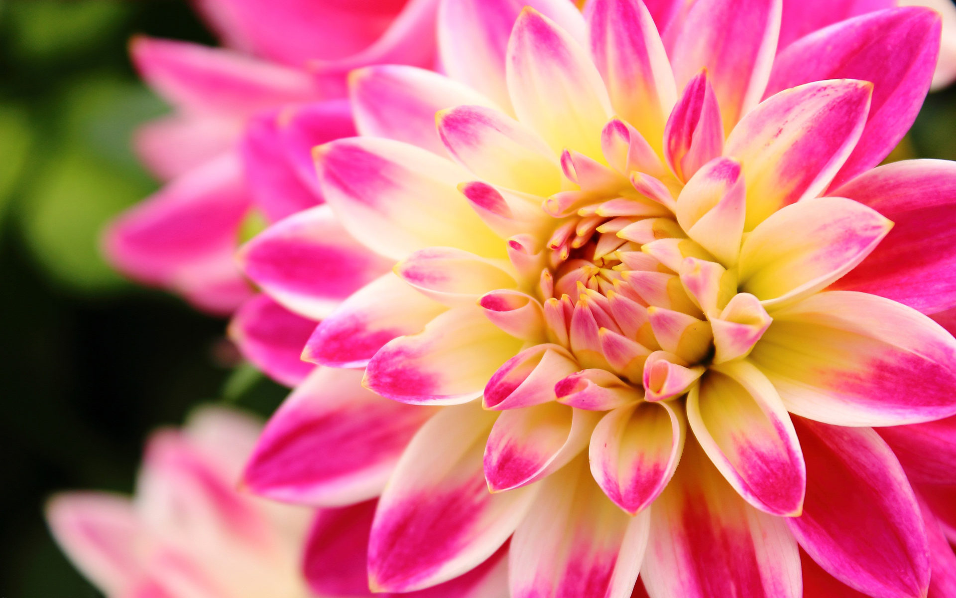 Flower In Three Colours Pink Dahlia White And Yellow HD Wallpaper For Mobile Phones And Pc 2560x1600, Wallpaper13.com