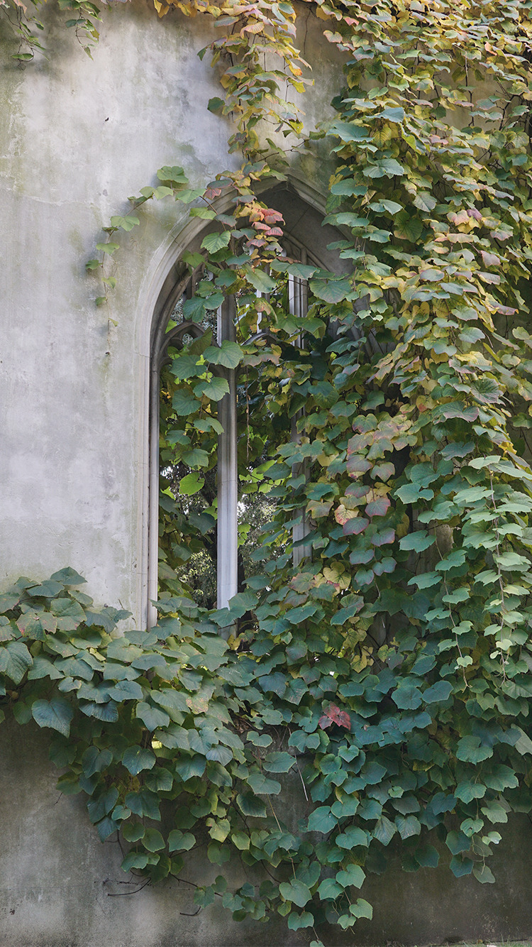 Green Academia Wallpapers Wallpaper Cave