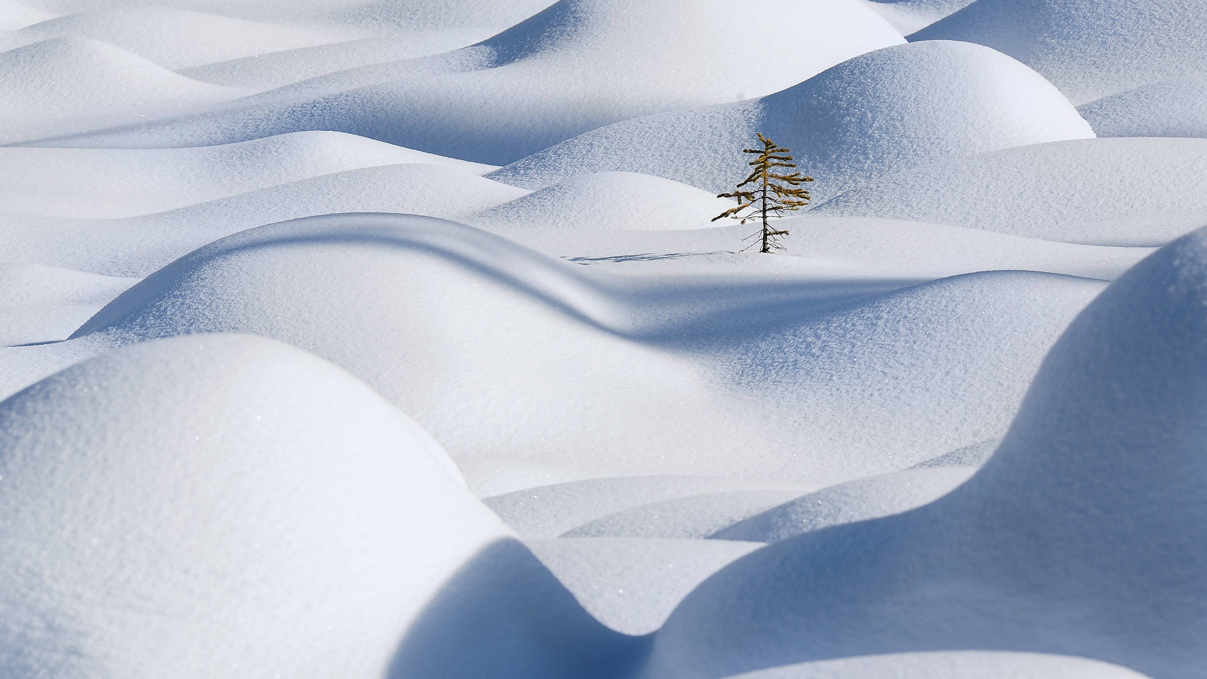 Wallpaper Snow, 4k, HD Wallpaper, Snowdrift, Clean, Fir Tree, Nature