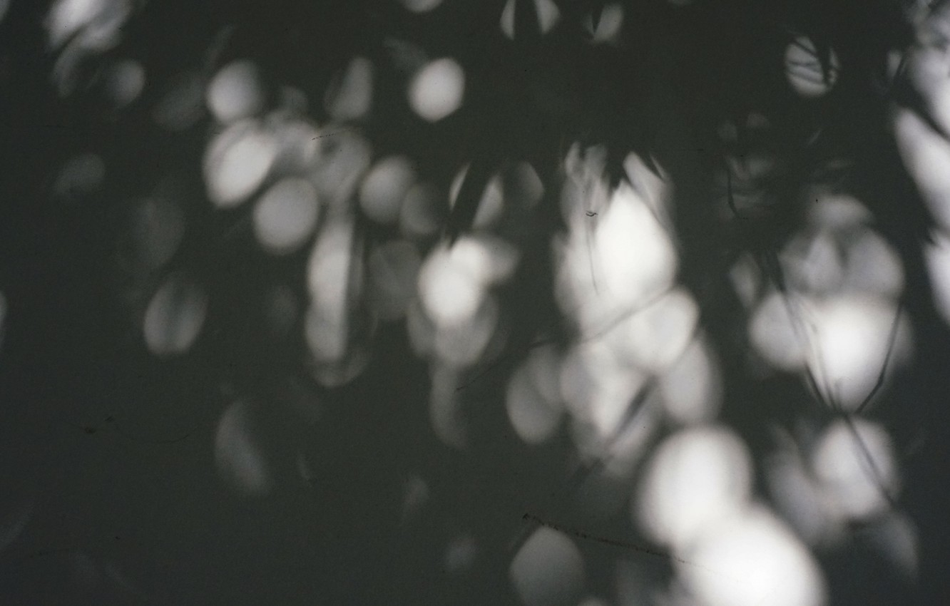 Wallpaper light, leaf, shadow image for desktop, section природа