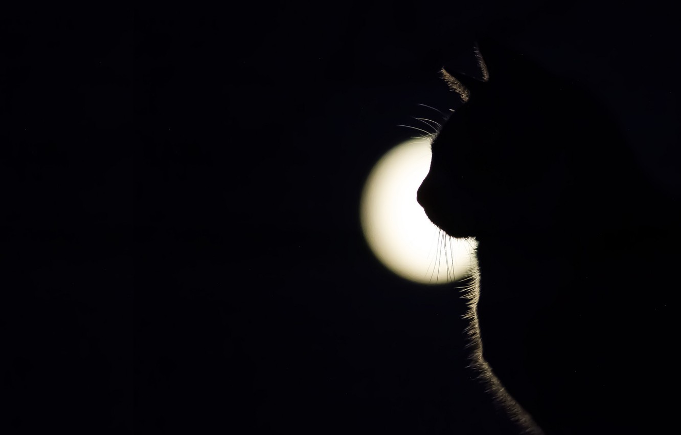 Wallpaper cat, light, shadow image for desktop, section кошки