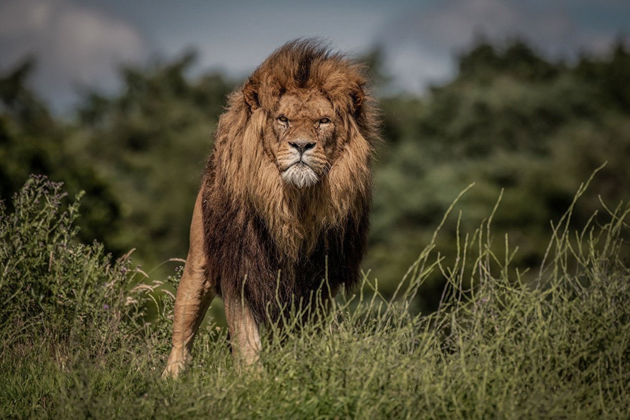 Photos lion Frowning Grass animal