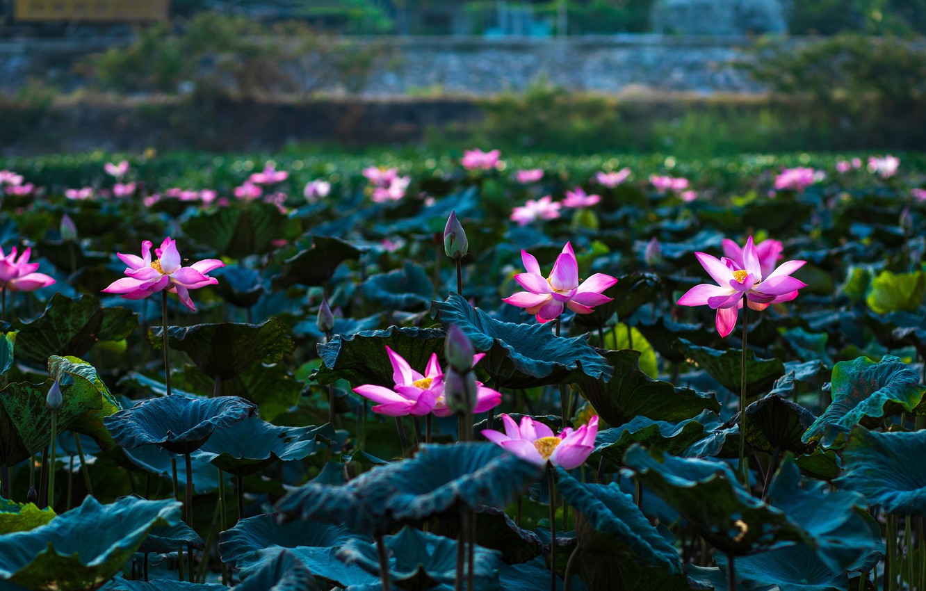 Wallpaper flowers, pink, Lotus, pond, a lot, bokeh image for desktop, section цветы