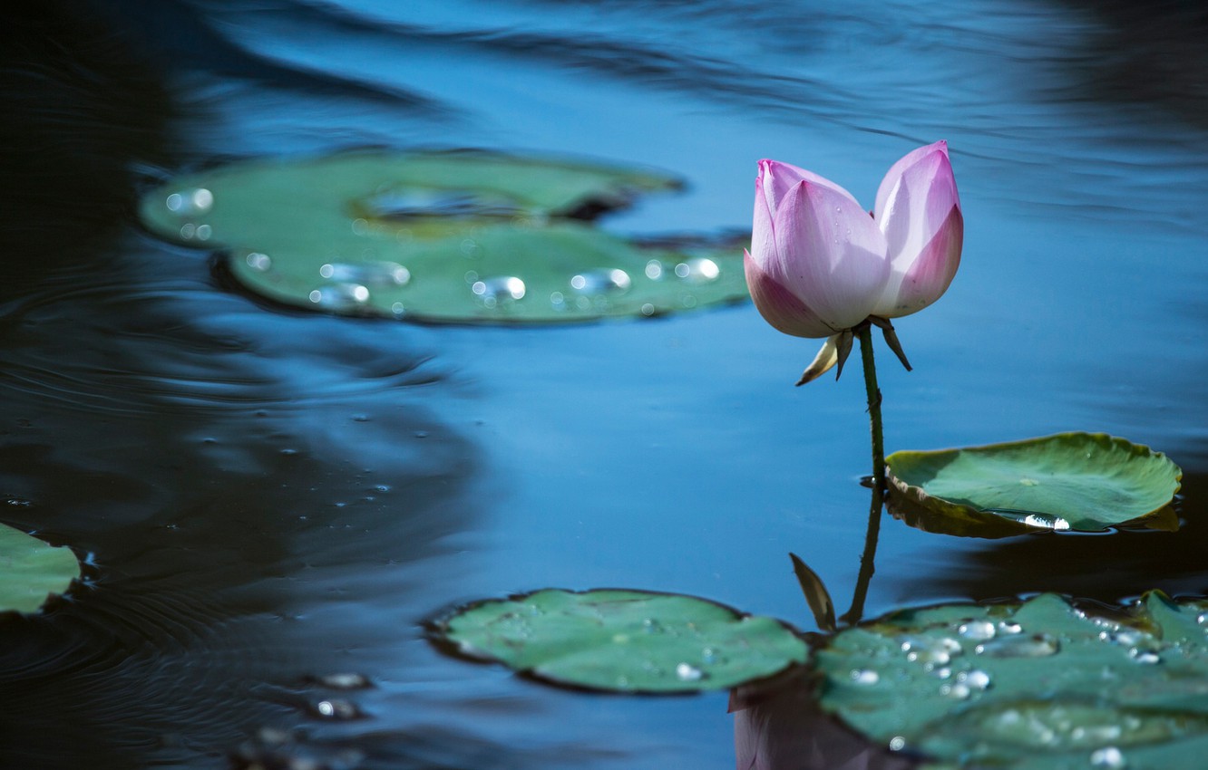 Wallpaper flower, leaves, flowers, lake, pond, Lotus, Lotus, pond image for desktop, section цветы