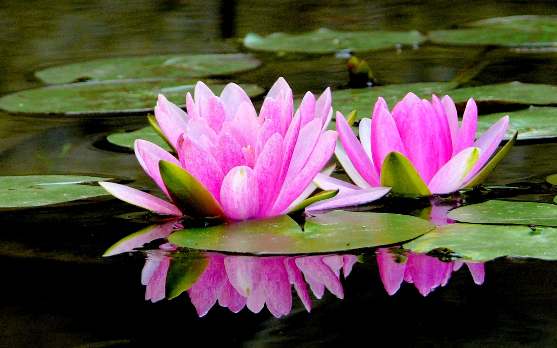 Lotus Pond Of Pink Lotus Wallpaper Free Download Lotus Pond