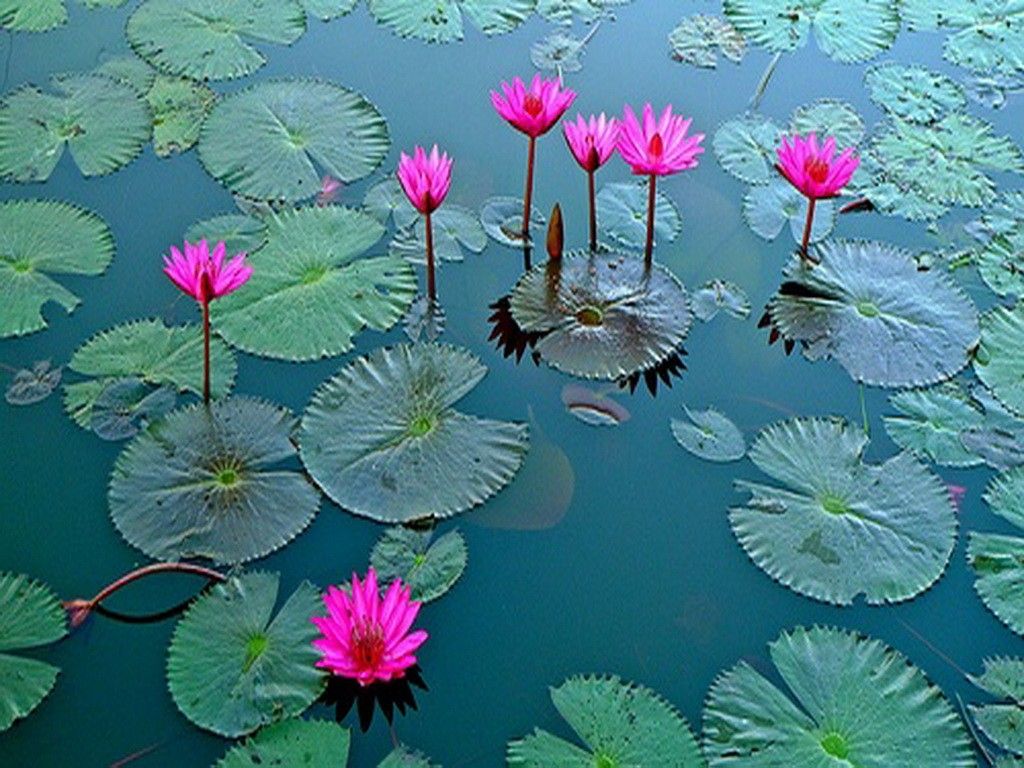 Water Lotus Wallpaper Free Water Lotus Background