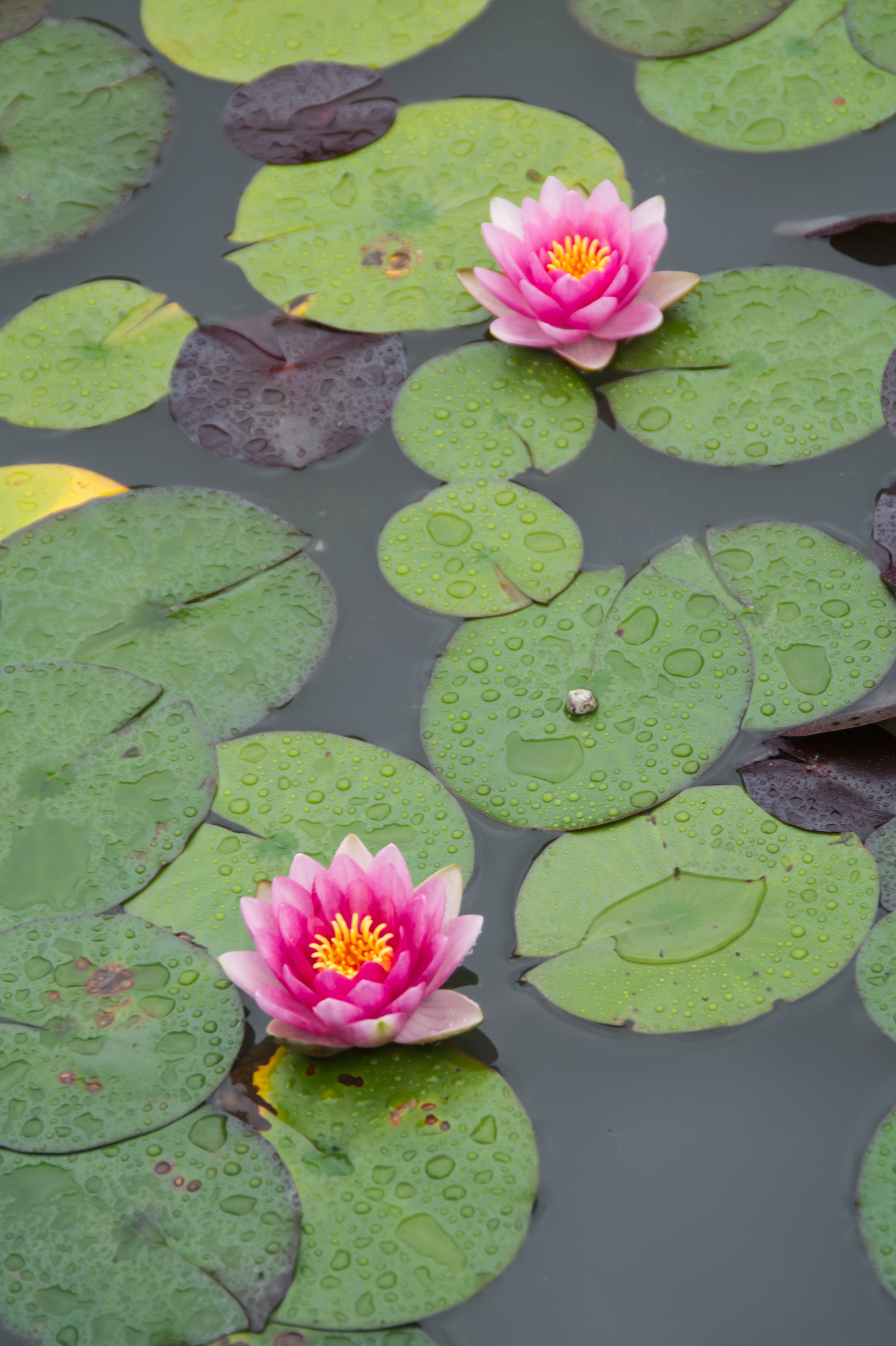 Water Lotus Pond Royalty Free Photo