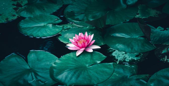 Lotus, flower, pink flower, pond wallpaper, HD image, picture, background, 215a98