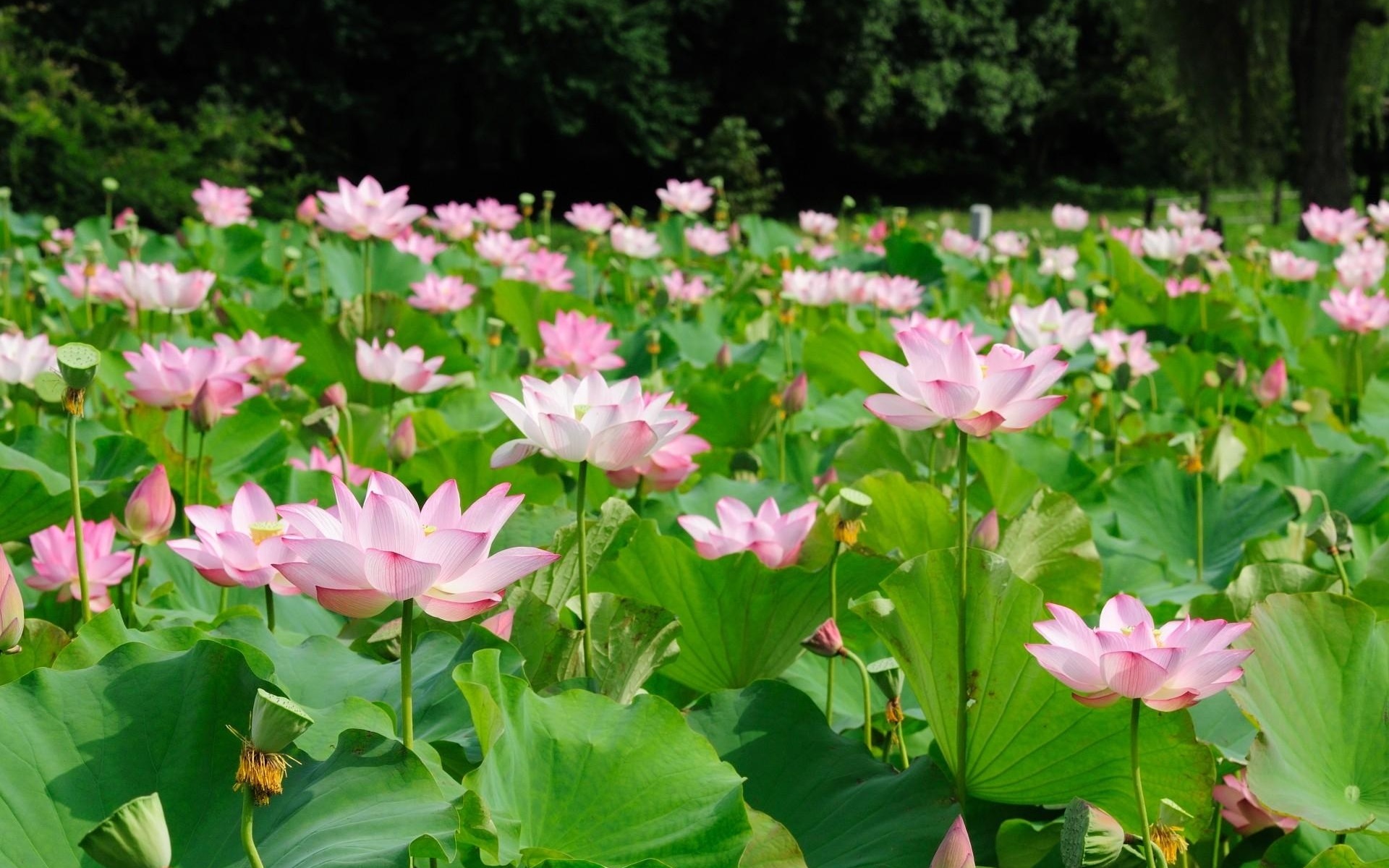 Wallpaper Lotus pond, beautiful flowers, green leaves 1920x1200 HD Picture, Image