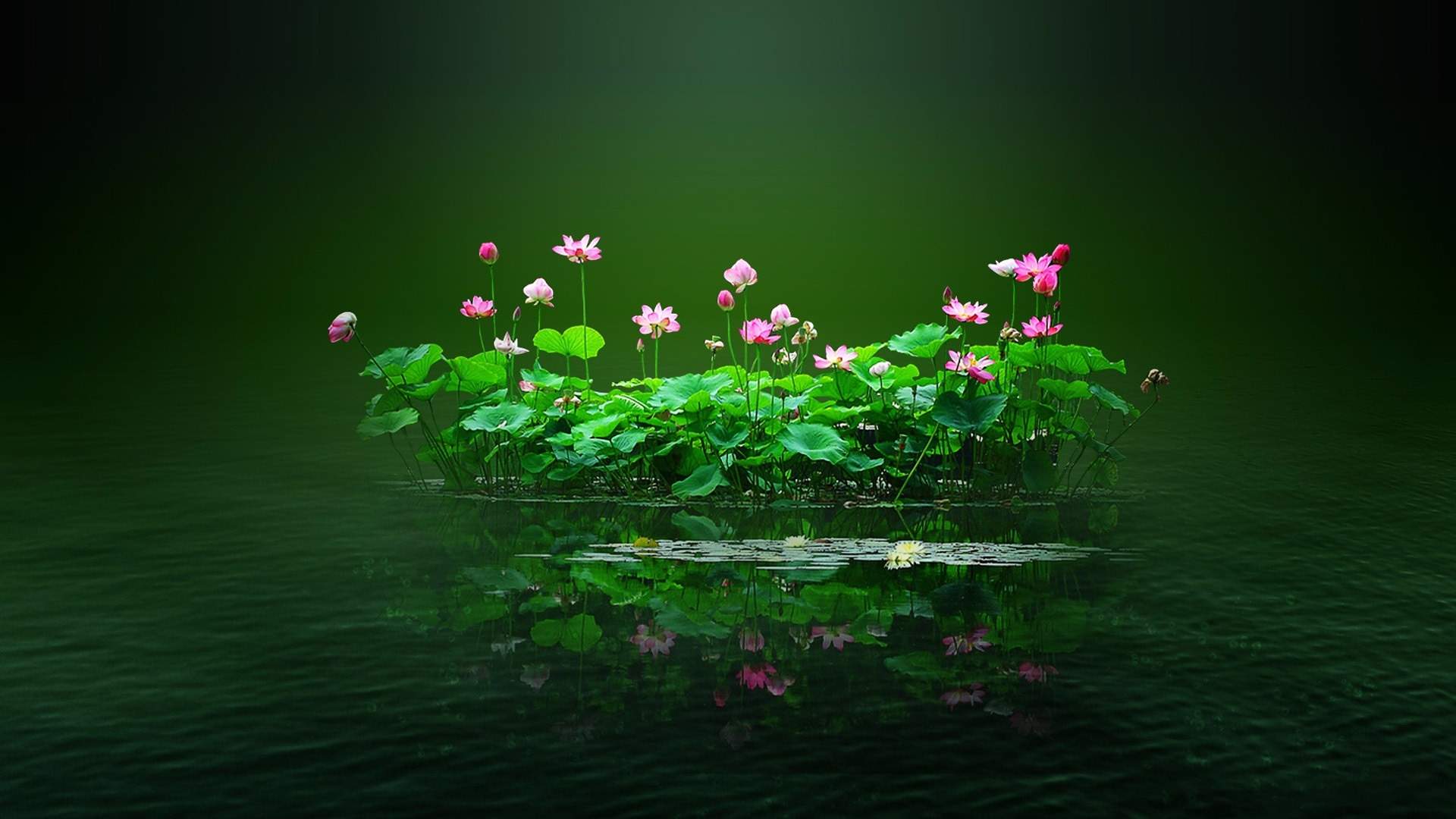 Desktop Wallpaper Lotus Pond Of Pink Lotus, HD Image, Picture, Background, Xig6i8