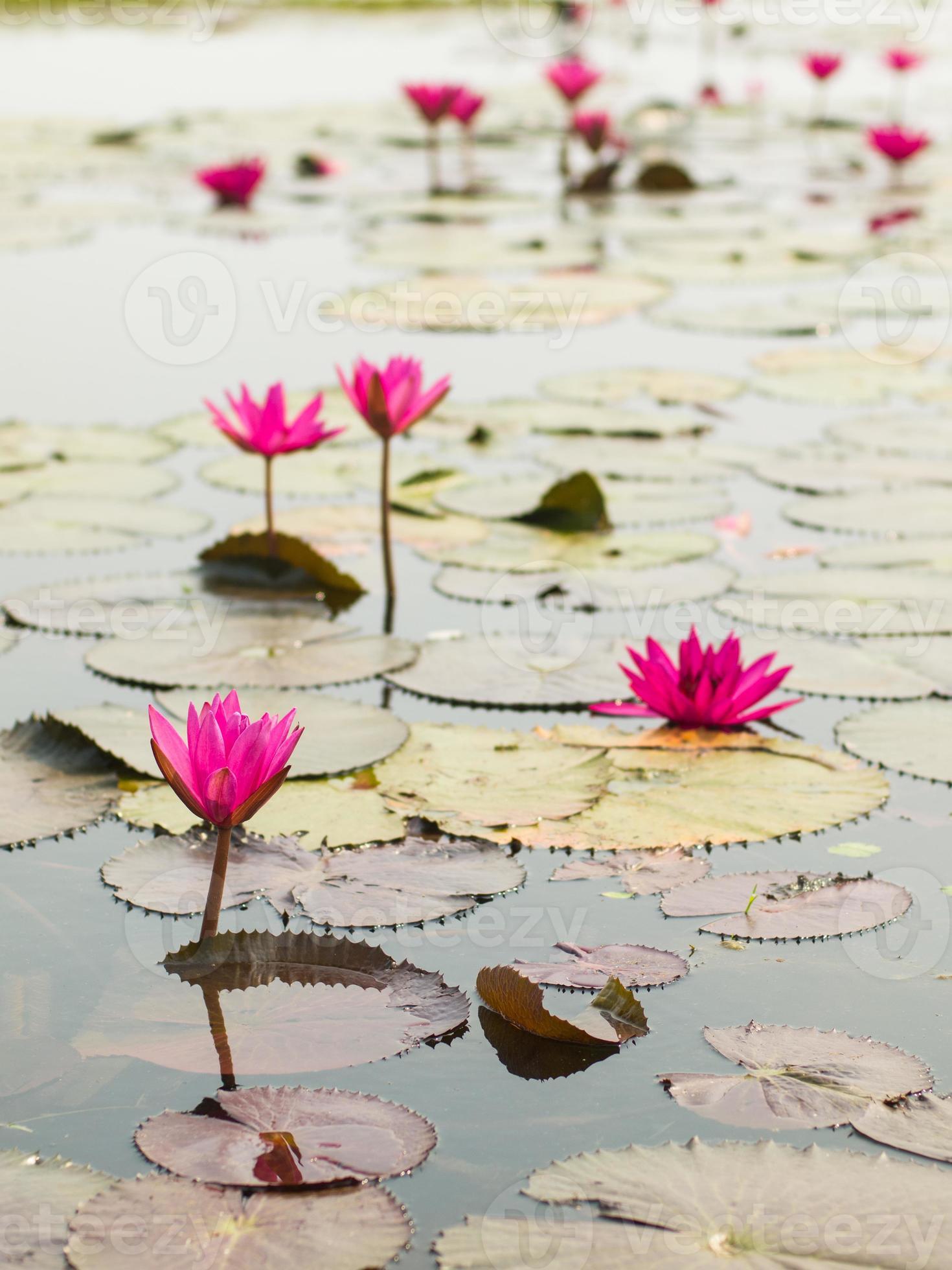 Lotus pond scenery